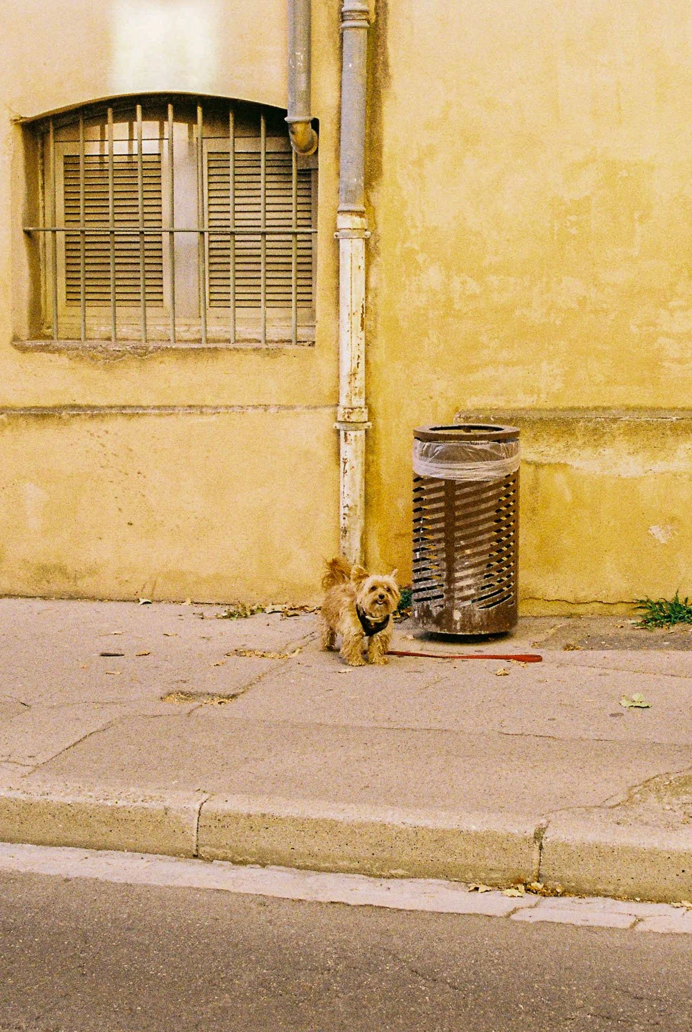 Small dog with a harness standing on a sidewalk near a yellow wall, trash can wrapped with plastic, and a barred window.