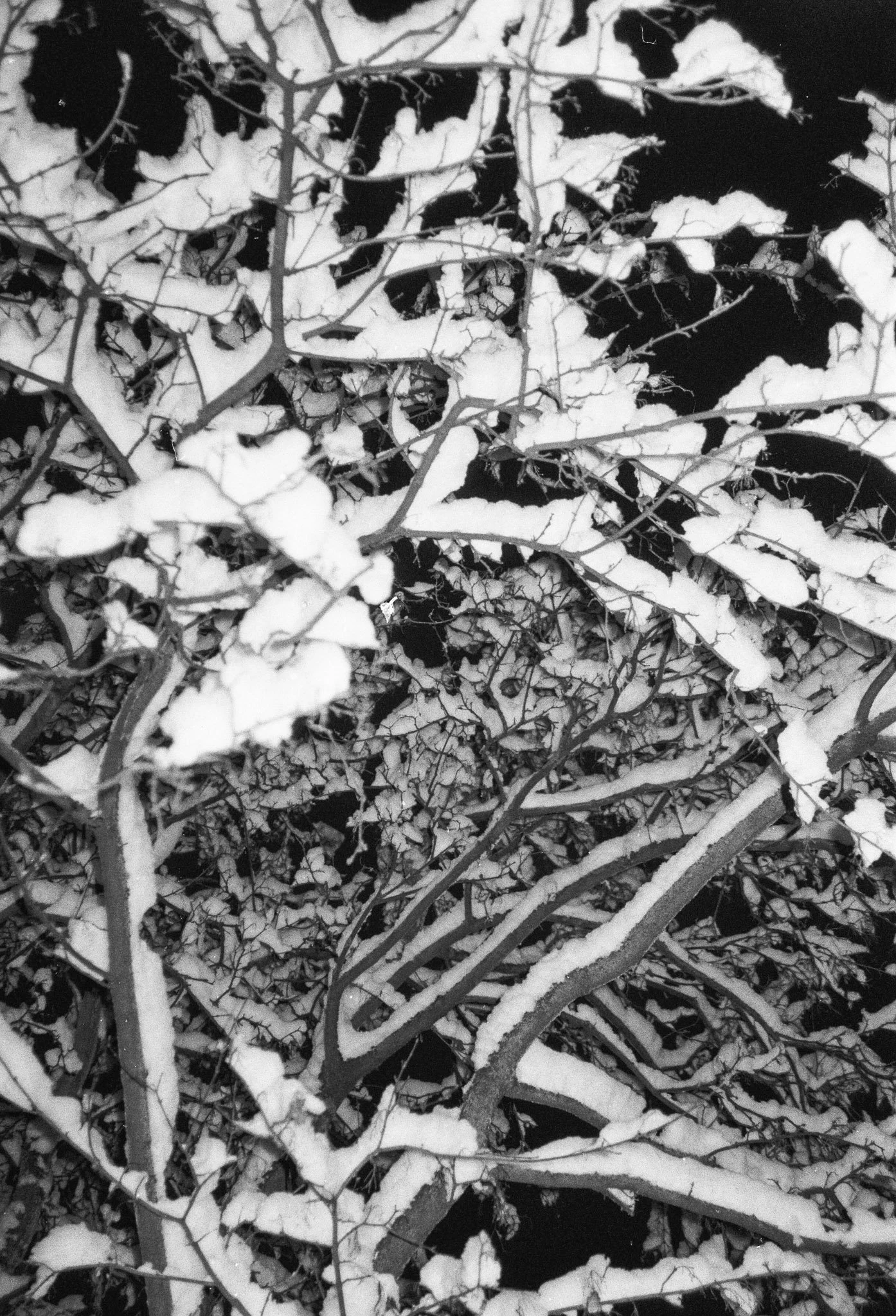 Snow-covered branches and leaves tangled in a bush or tree at night.