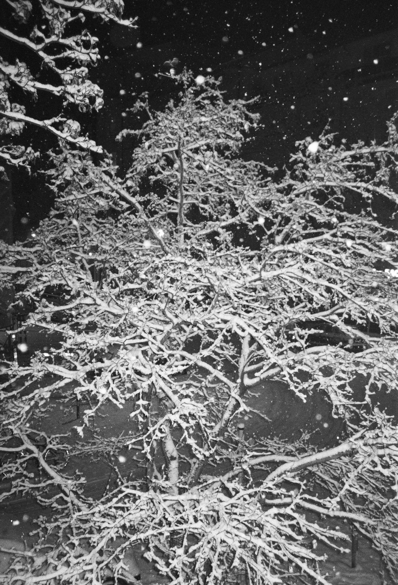 A snow-covered tree at night with snow falling all around.