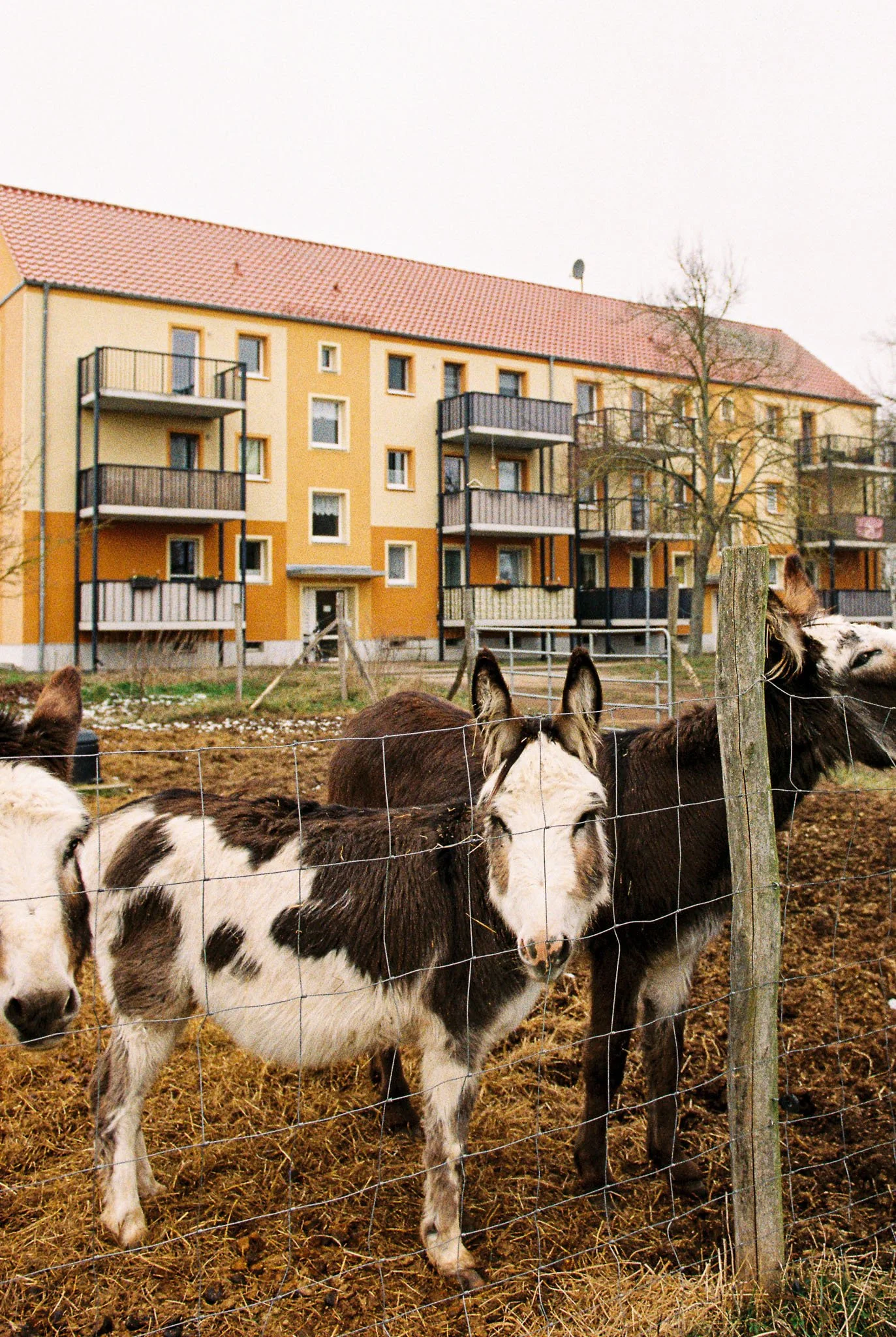 Three donkeys behind a wire fence in front of a residential apartment building with balconies, trees, and a red-tiled roof.