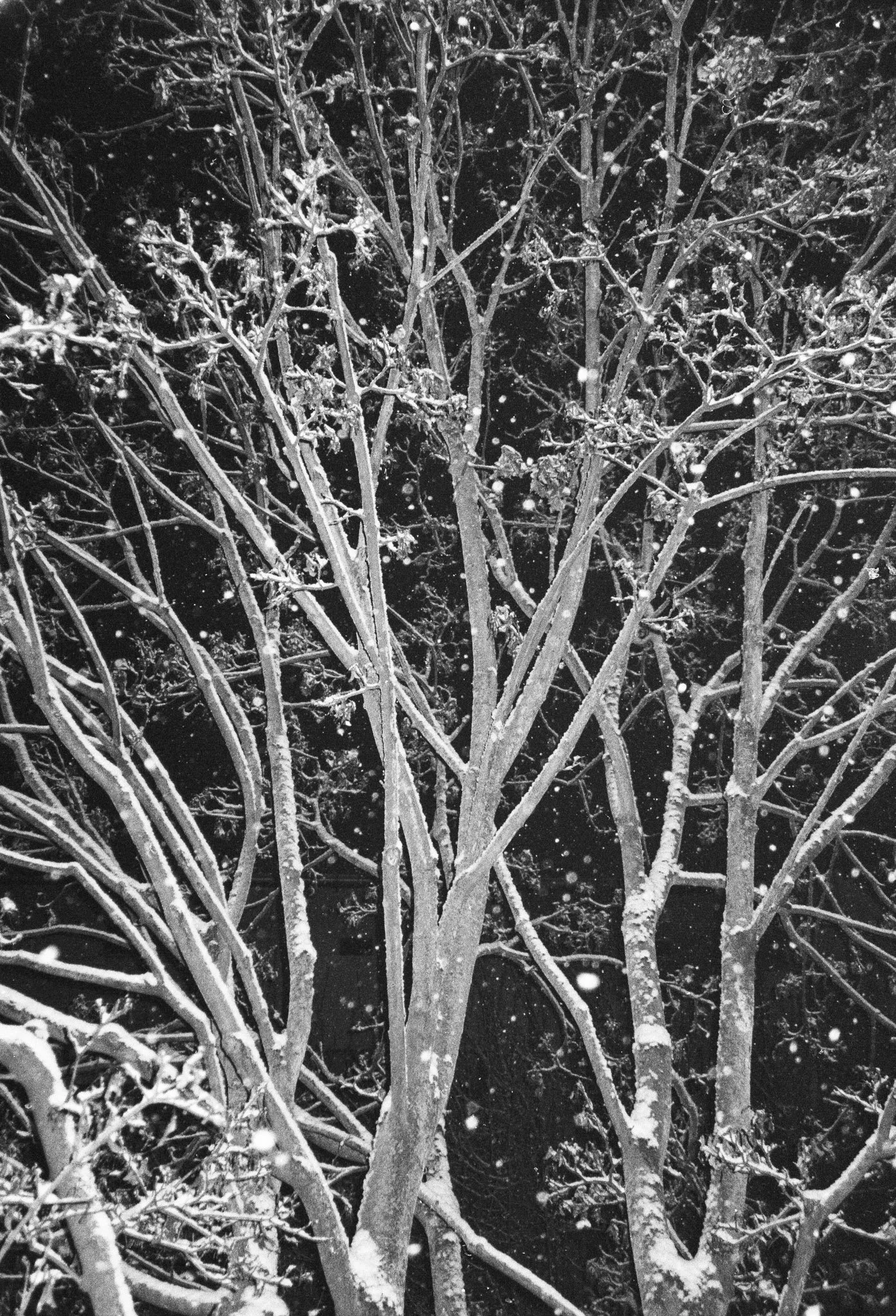 Snow-covered trees and branches at night