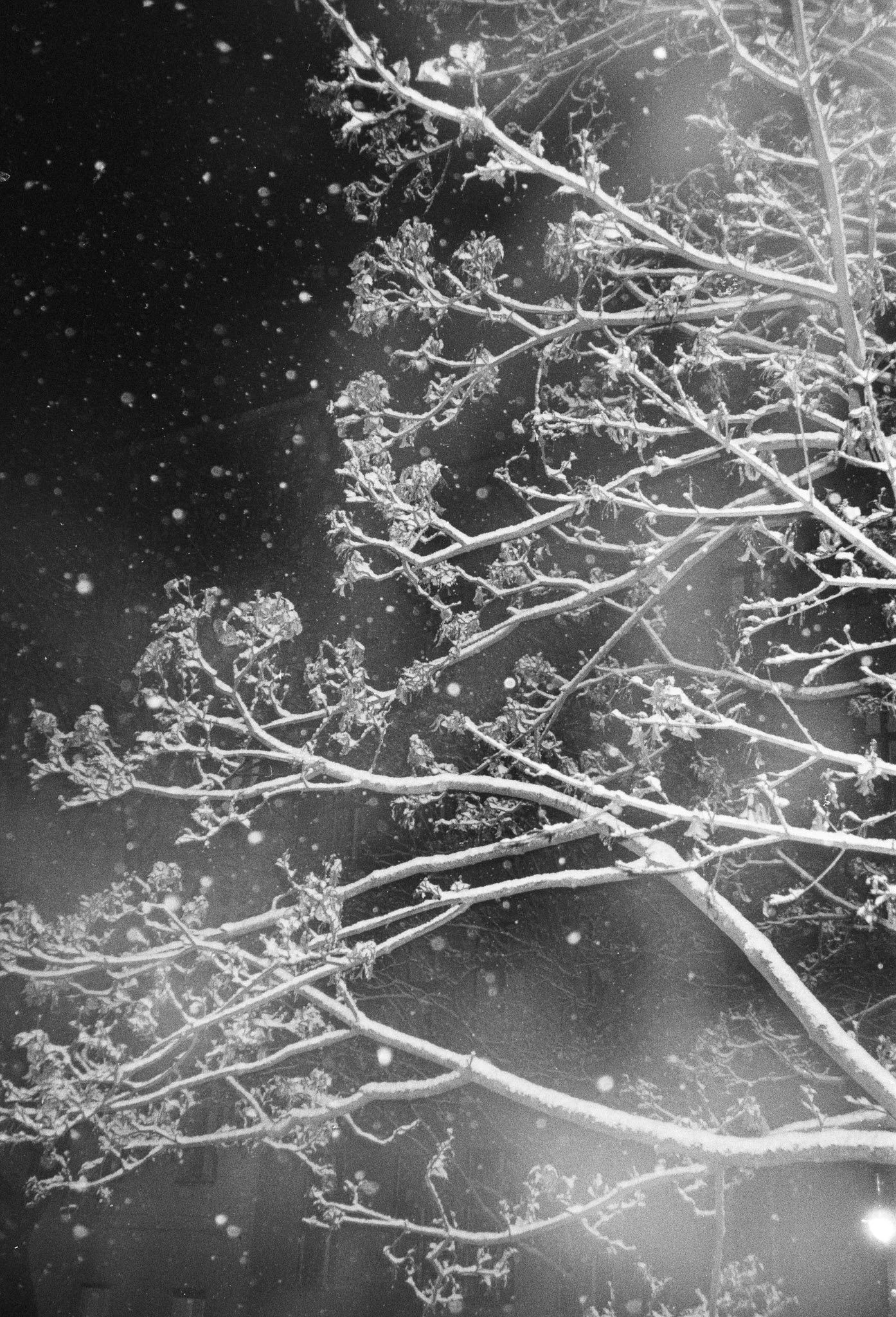 Snow-covered tree branches at night with snowflakes falling.