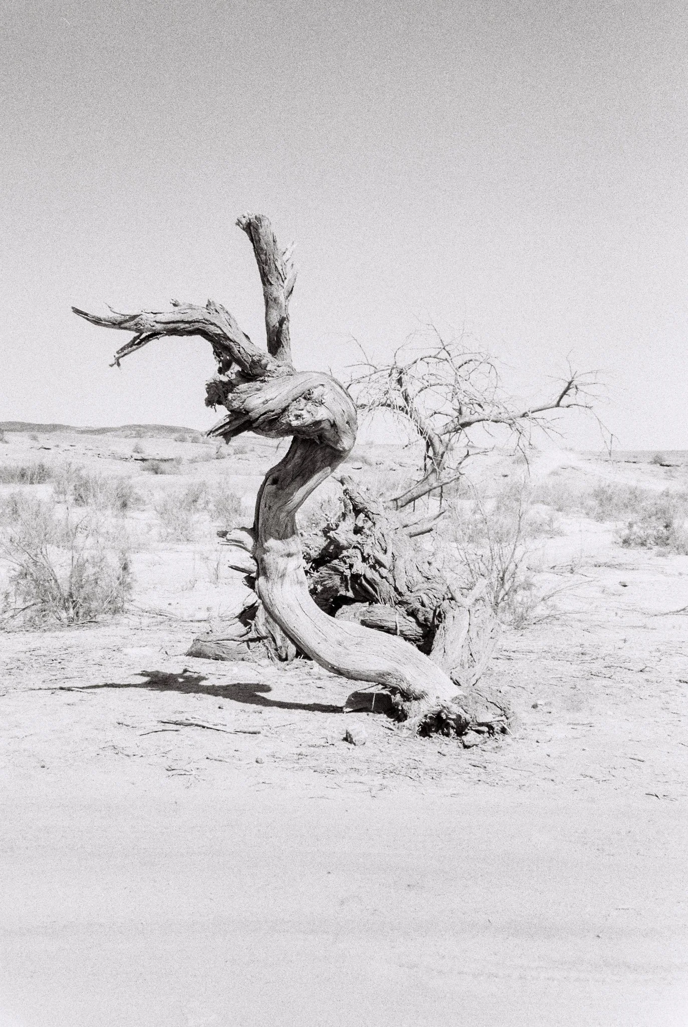 A twisted, gnarled dead tree in a desert landscape with sparse vegetation and distant hills.