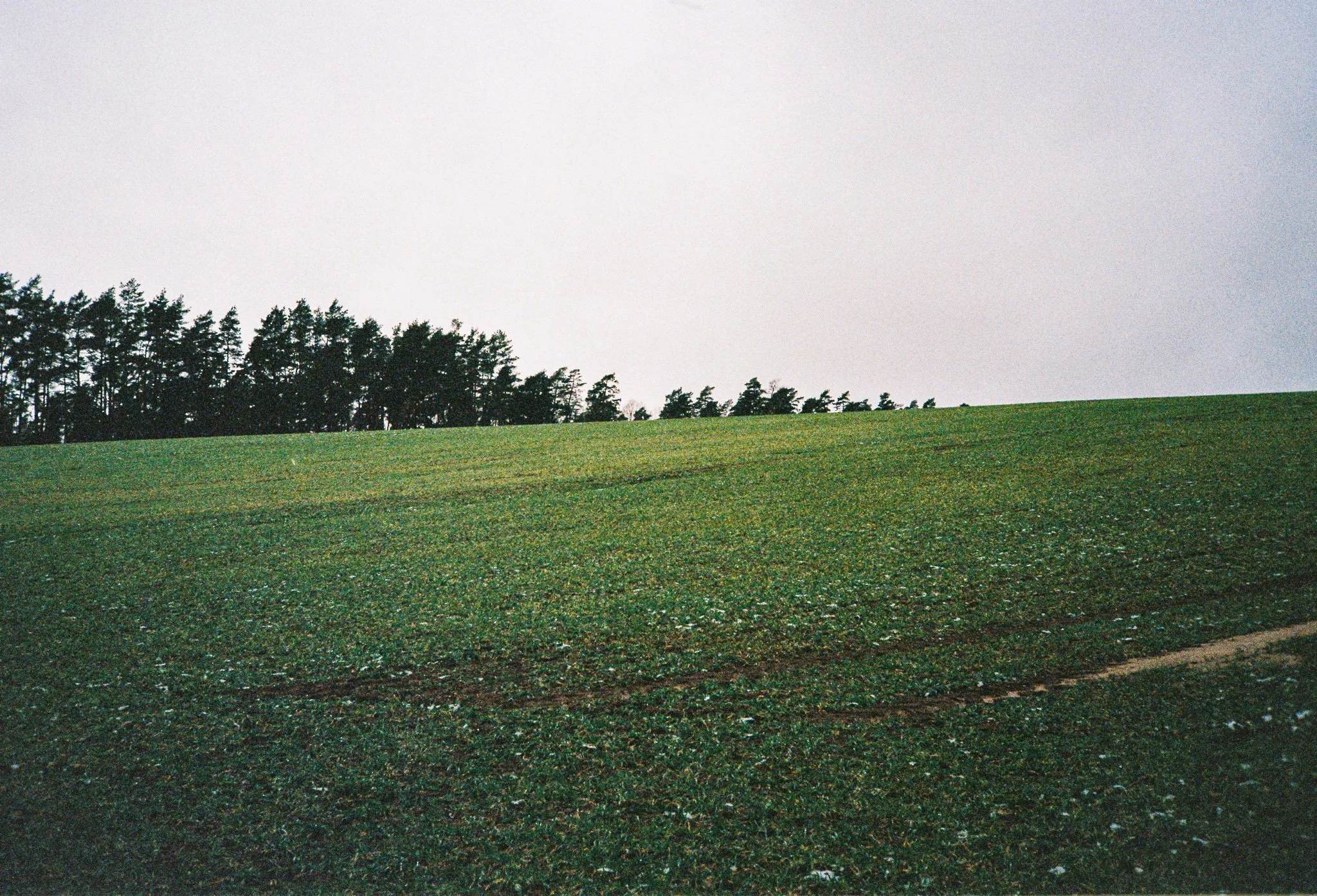A grassy hill with a line of trees at the top under a cloudy sky.