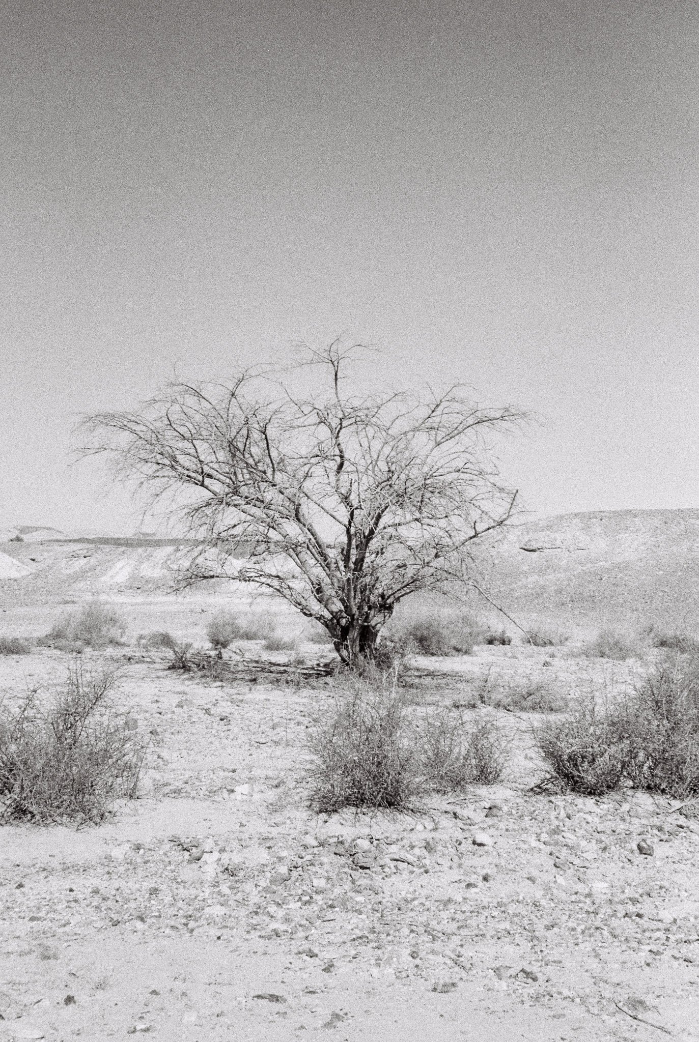 Black and white photo of a lone, leafless tree in a barren desert landscape with dry bushes, under a clear sky.