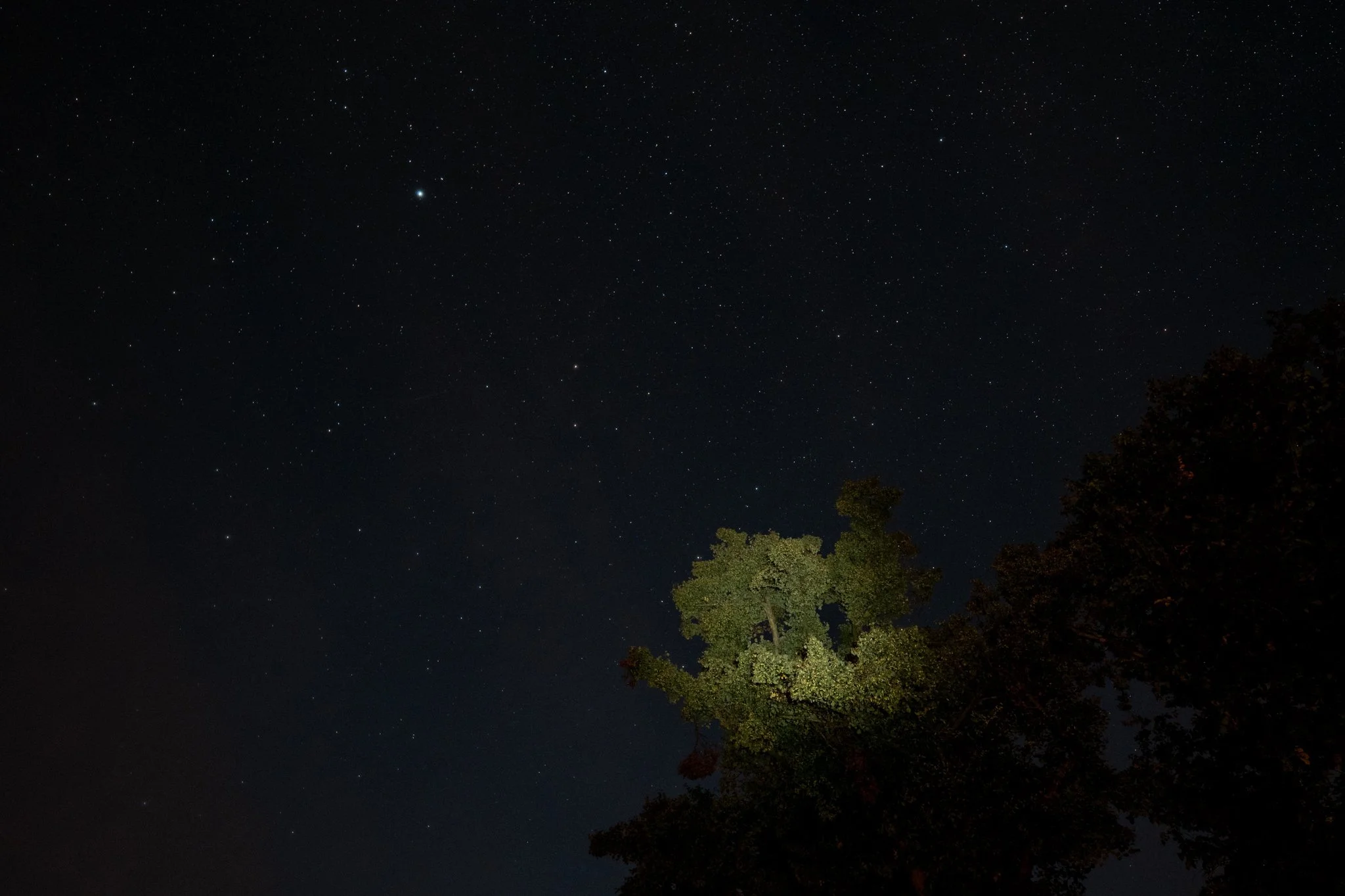 Night sky filled with stars and a silhouette of a tree in the foreground.