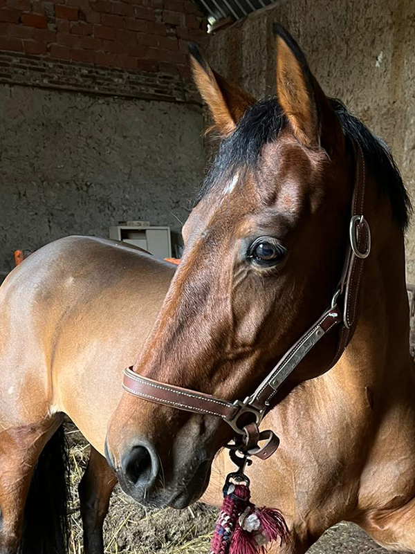 Un cheval marron dans un boxe d'écurie, portant un harnais.
