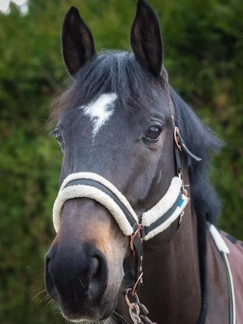 Un cheval noir avec une tache blanche sur le front, portant un masque et une selle, dans un environnement naturel.