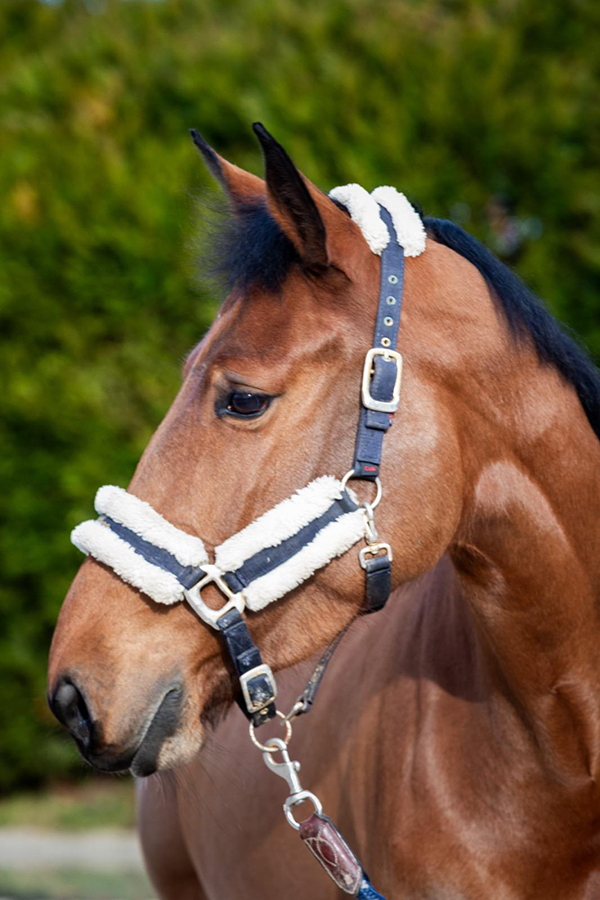 Un cheval brun avec une robe et une crinière noirs, portant un harnais blanc et noir avec des détails en métal, en extérieur avec un fond de verdure.