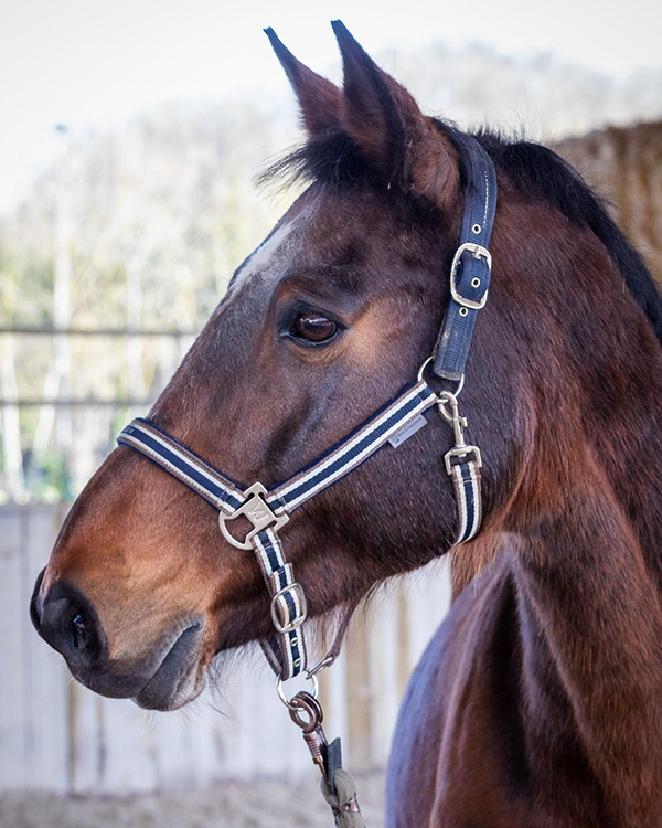 Tête d'un cheval brun avec un masque marron et une bride bleue, à l'extérieur, dans un enclos.