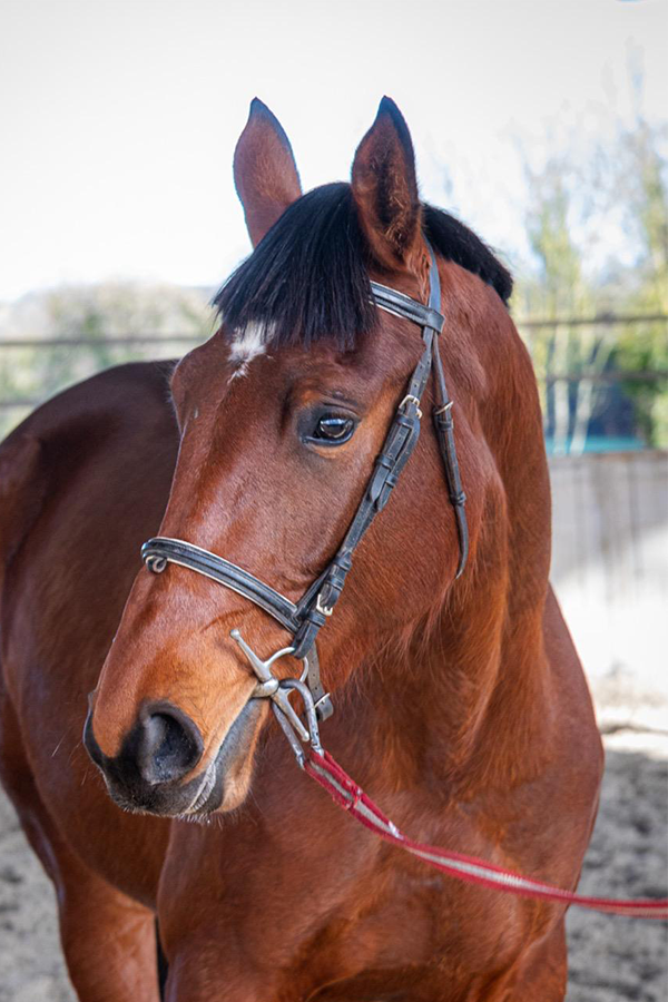 Un cheval brun avec une tache blanche sur le front, portant une bride et une corde rouge, dans un enclos extérieur.