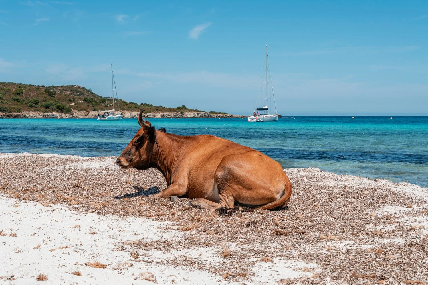 Plage du Lotu dans le désert des Agriates