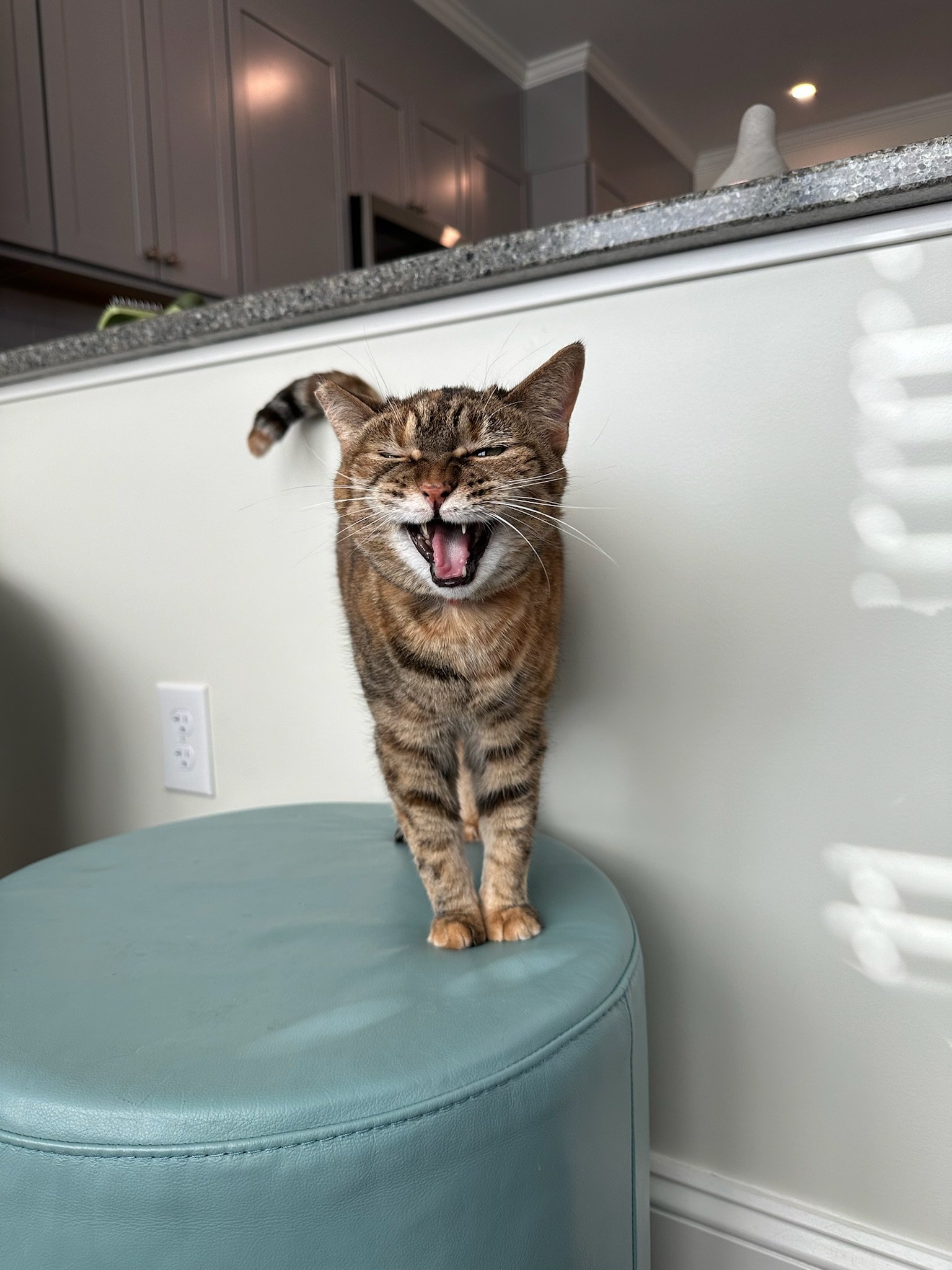A domestic short-haired tabby cat standing on a teal ottoman, mid-yawn with eyes squinting, in a modern kitchen with gray cabinets and granite countertops.