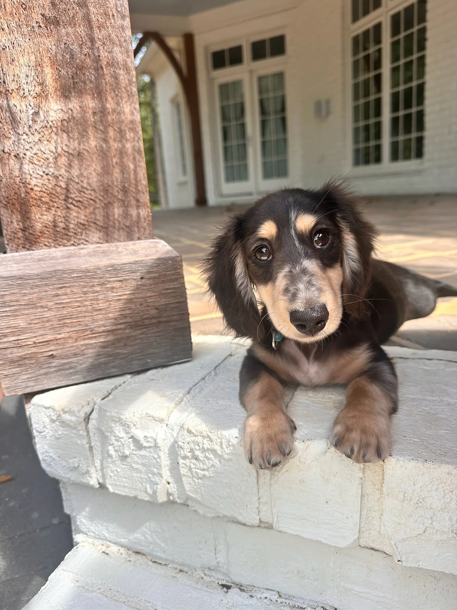 A cute black and tan puppy lying on a white brick ledge outside of a house.