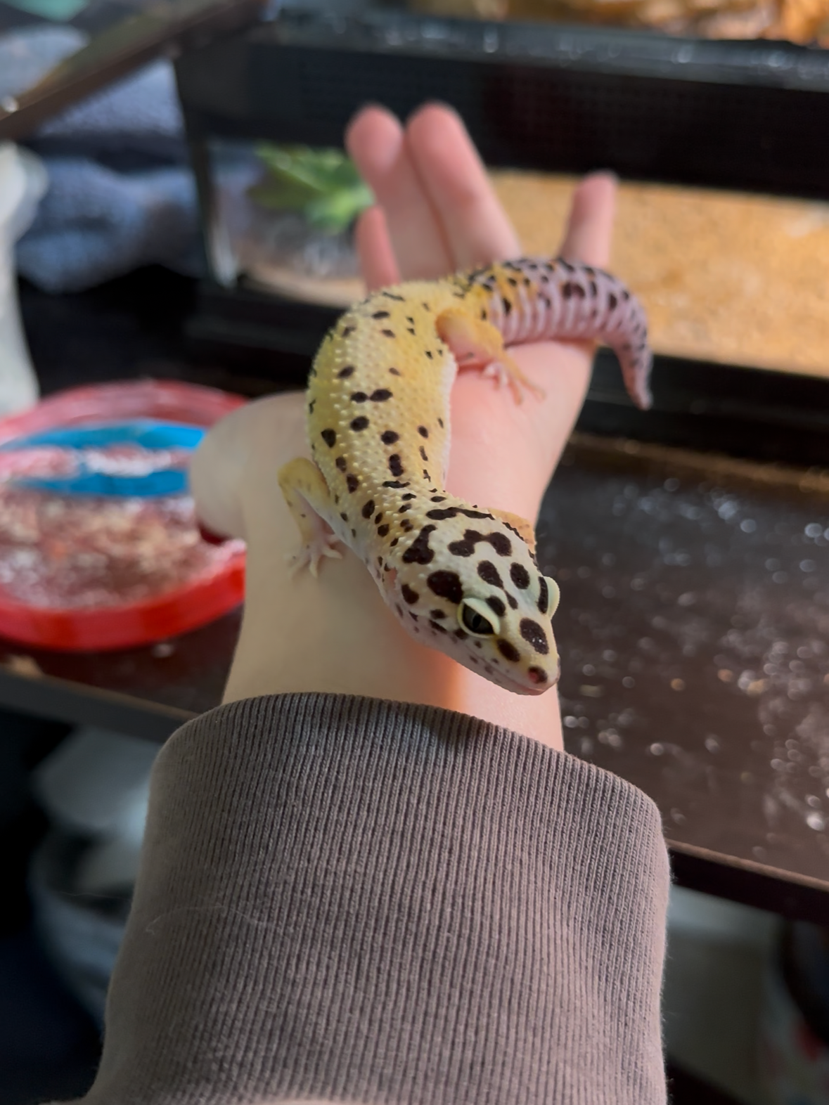 Person holding a yellow and black spotted gecko on their hand.