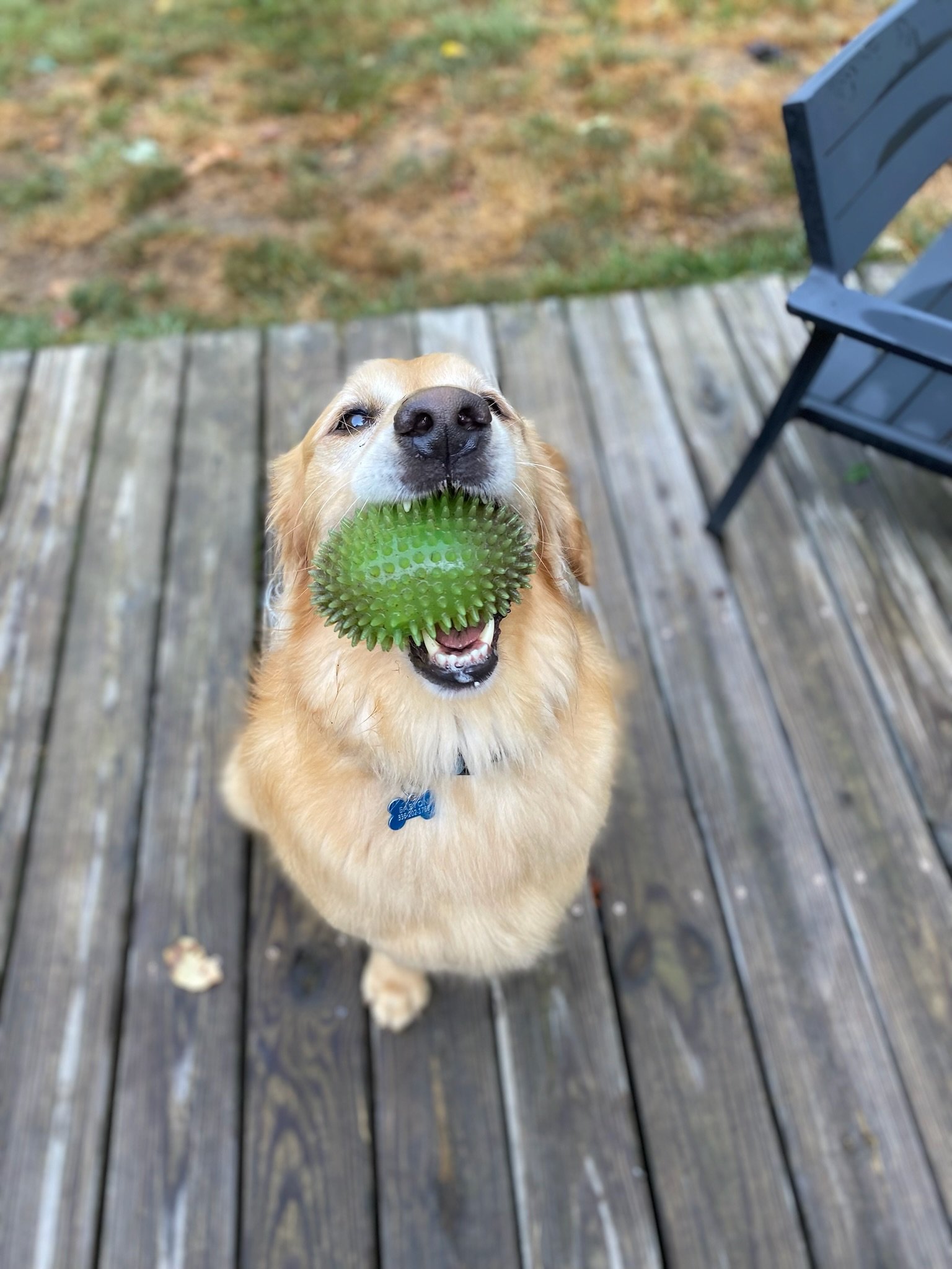 Golden retriever dog standing on wooden deck, holding a green spiky rubber toy in its mouth, looking up at the camera.