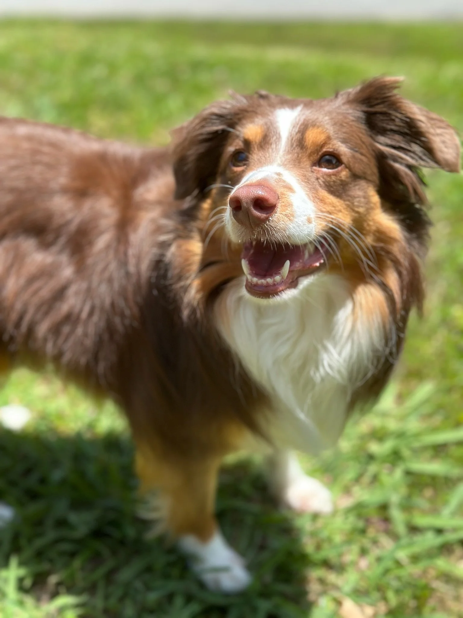 A happy Australian Shepherd dog standing outdoors on grass, smiling with its mouth open and looking slightly upward.