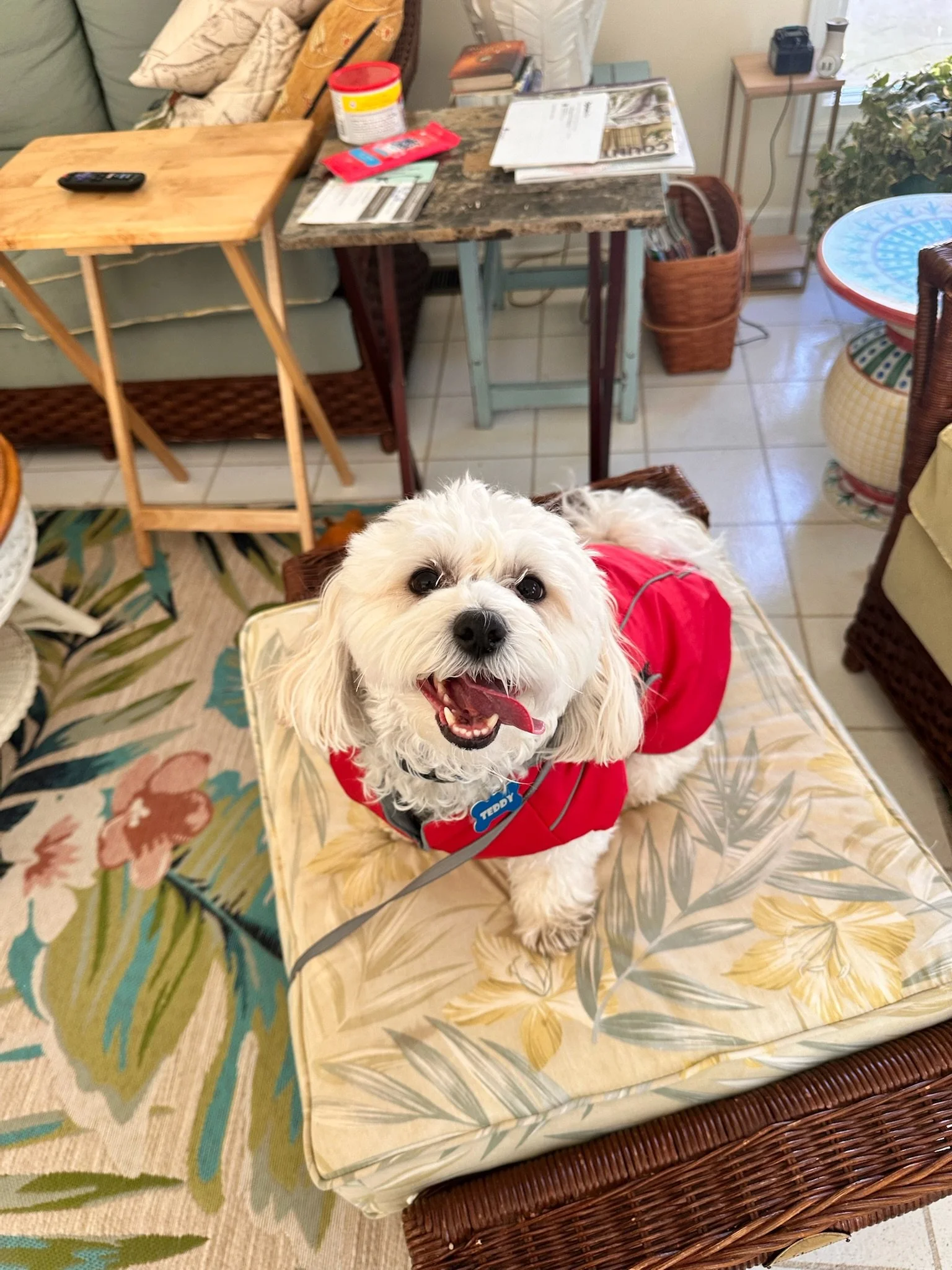 A small white dog wearing a red jacket sitting on a floral-patterned cushion inside a home.
