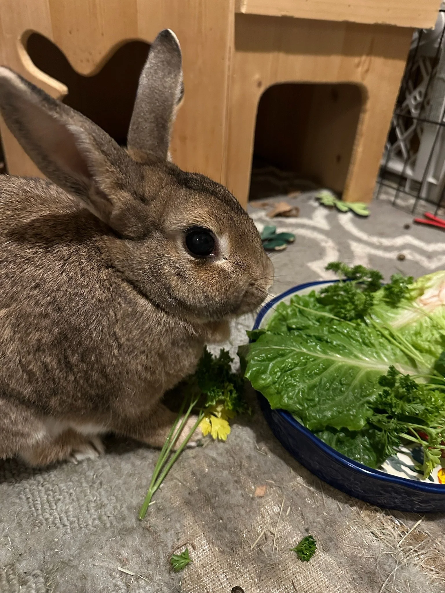 Close-up of a brown rabbit with upright ears next to a bowl of leafy greens and herbs on a textured surface. In the background, there is wooden furniture and a patterned rug.