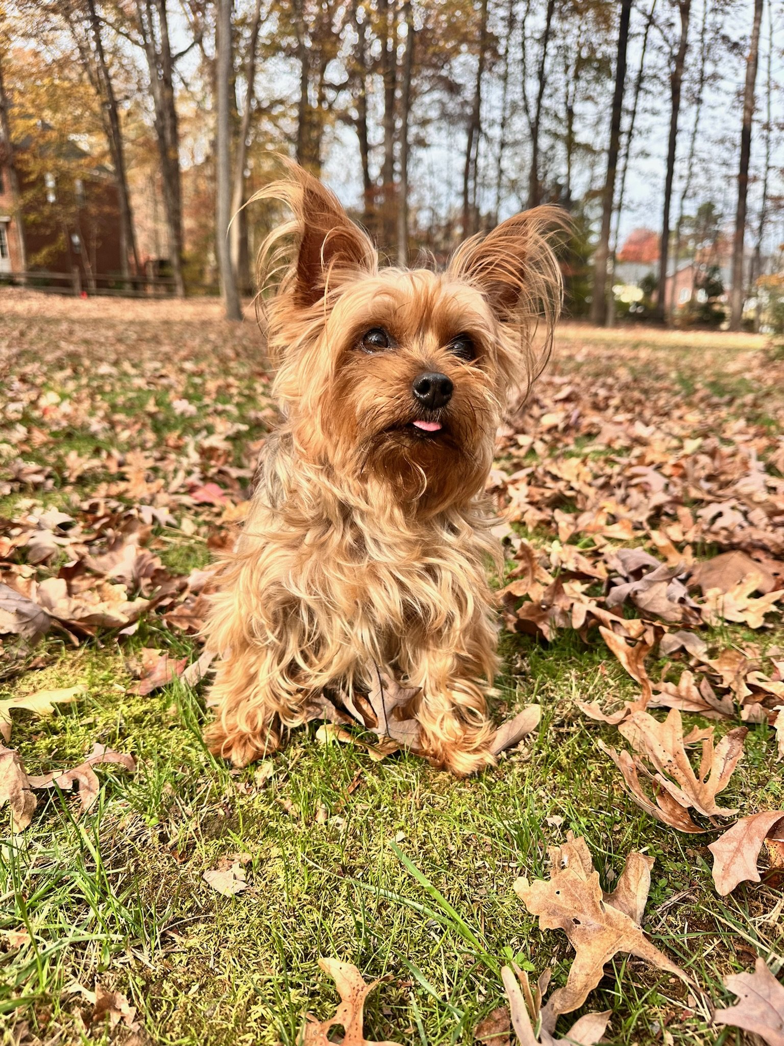 A small Yorkshire Terrier dog sitting on grass with fallen autumn leaves, in a park with trees and houses in the background.