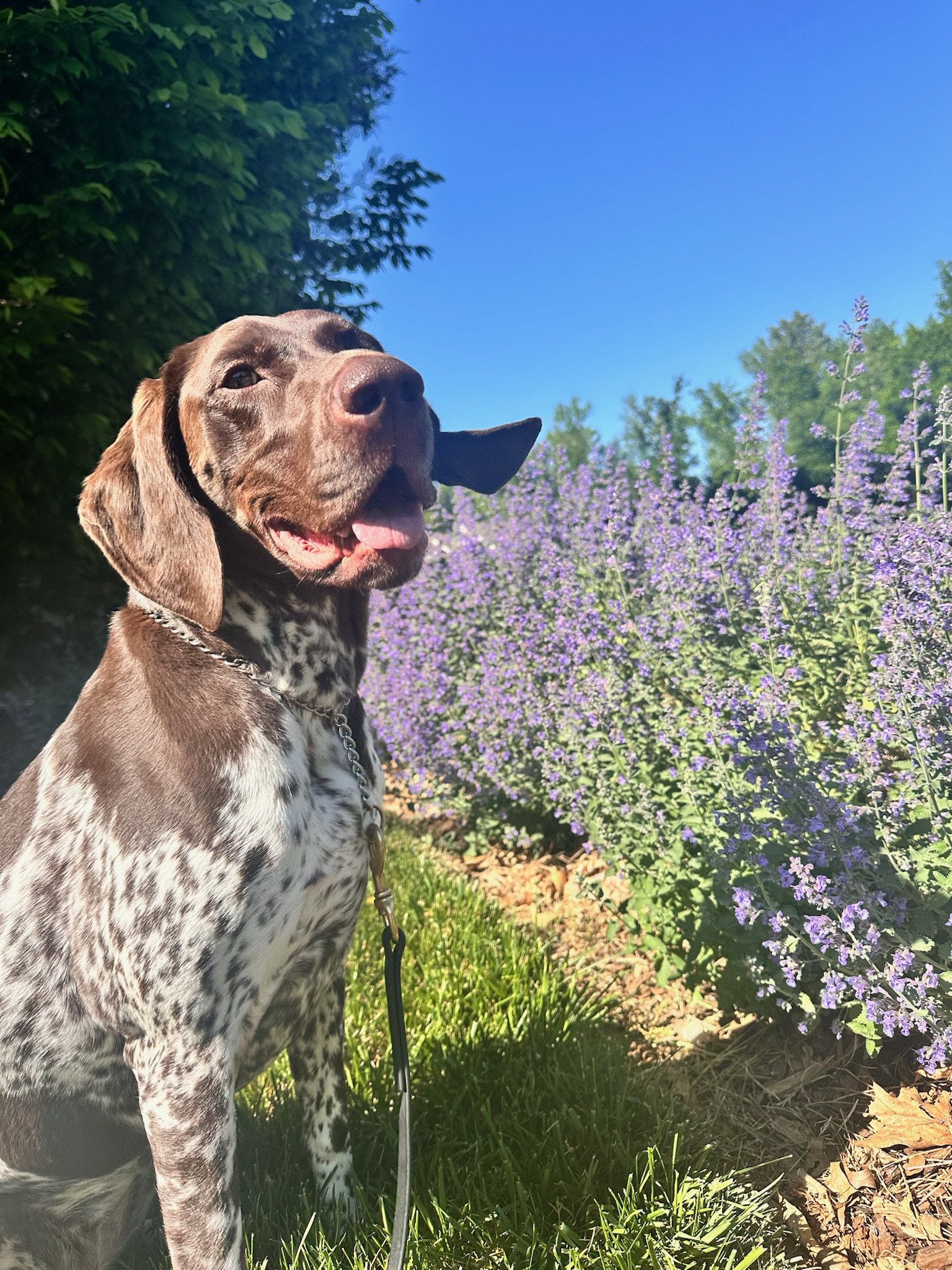 A happy brown and white speckled dog sitting on green grass next to purple flowering bushes under a clear blue sky.