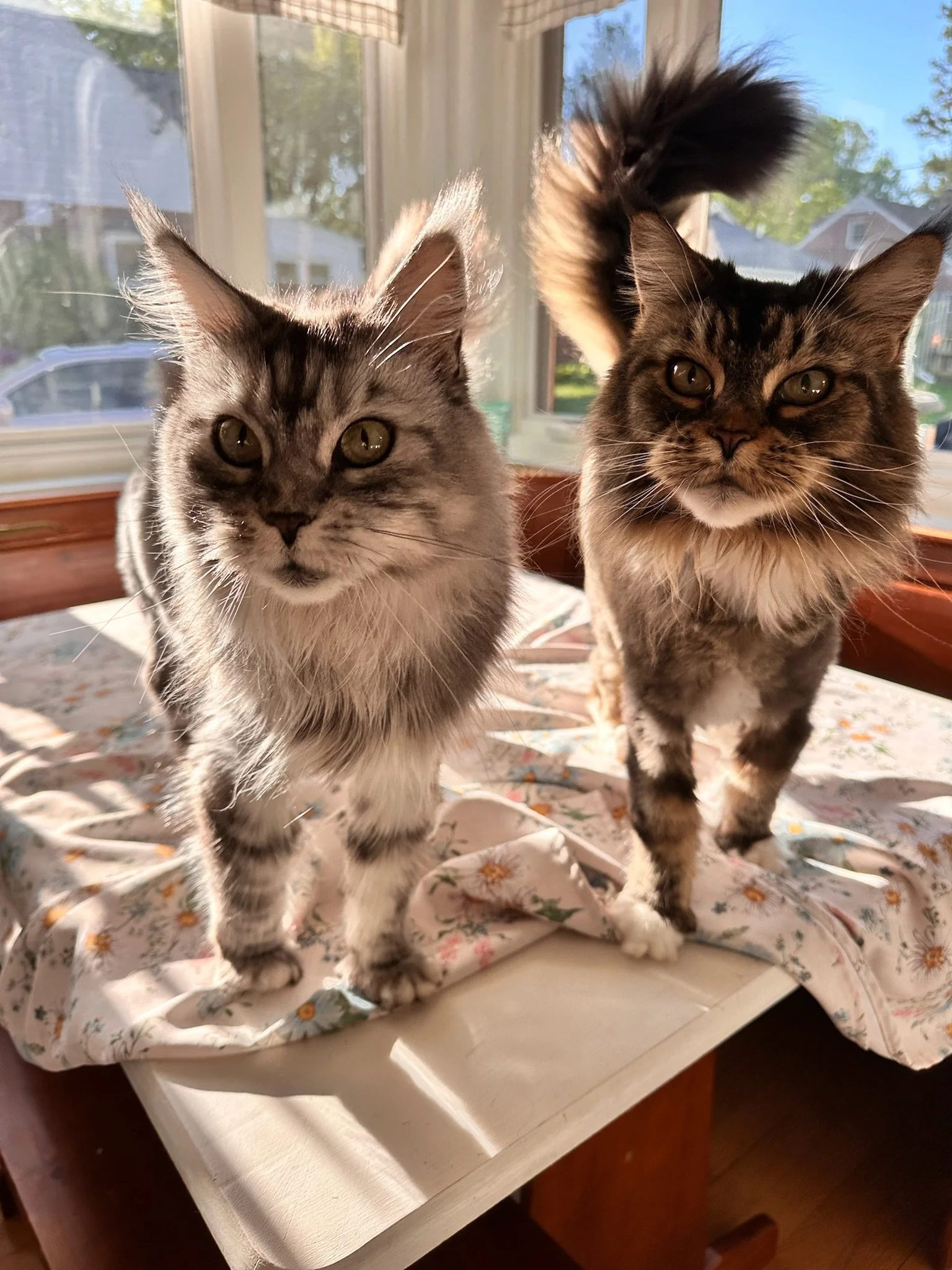 Two long-haired cats standing on a table with a floral cloth. They are inside a sunlit room with large windows showing a backyard scene.