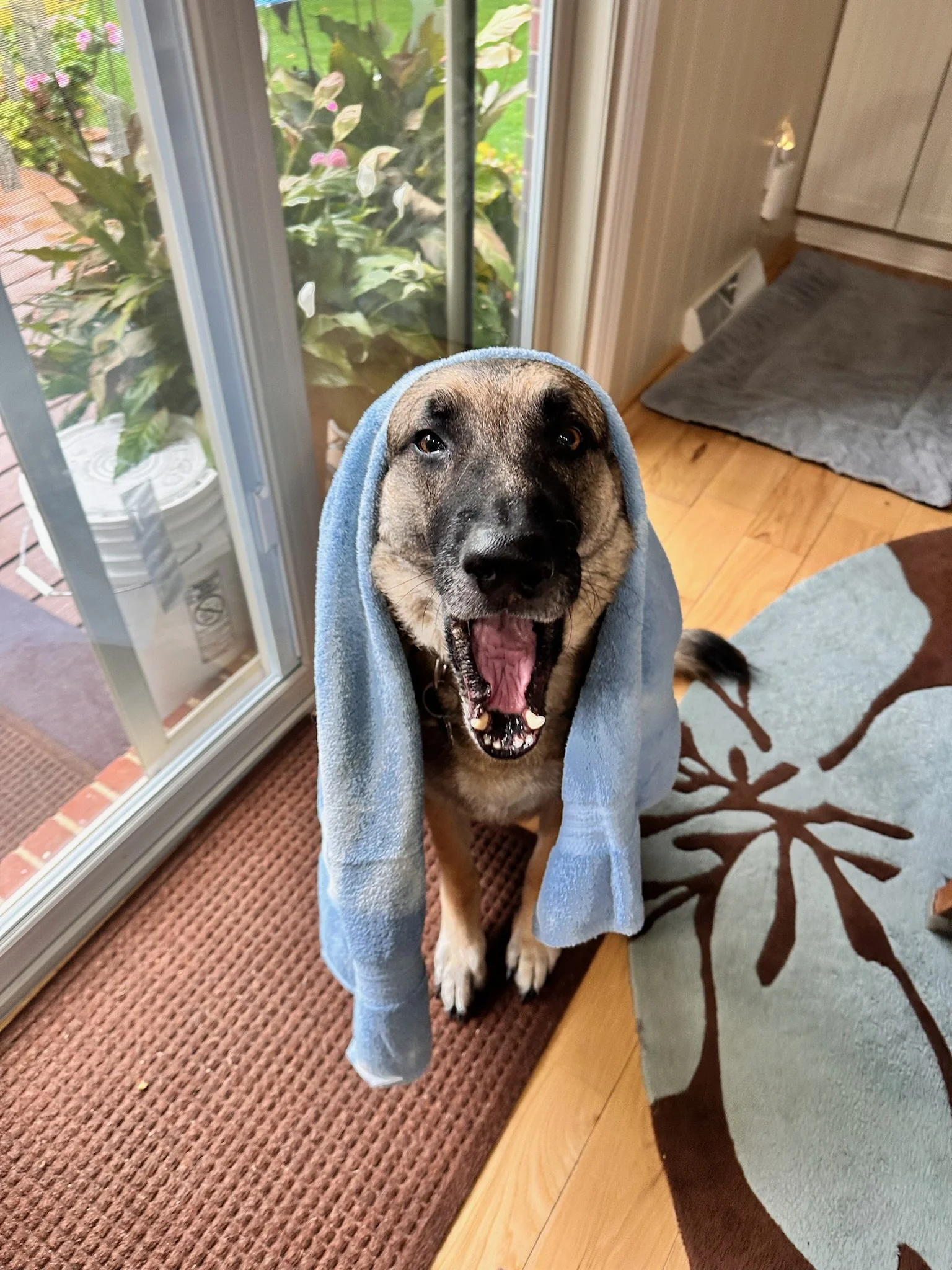 A dog sitting on a wooden floor with a towel on its head like a hat, yawning or barking, near a sliding glass door with patio outside and plants visible.