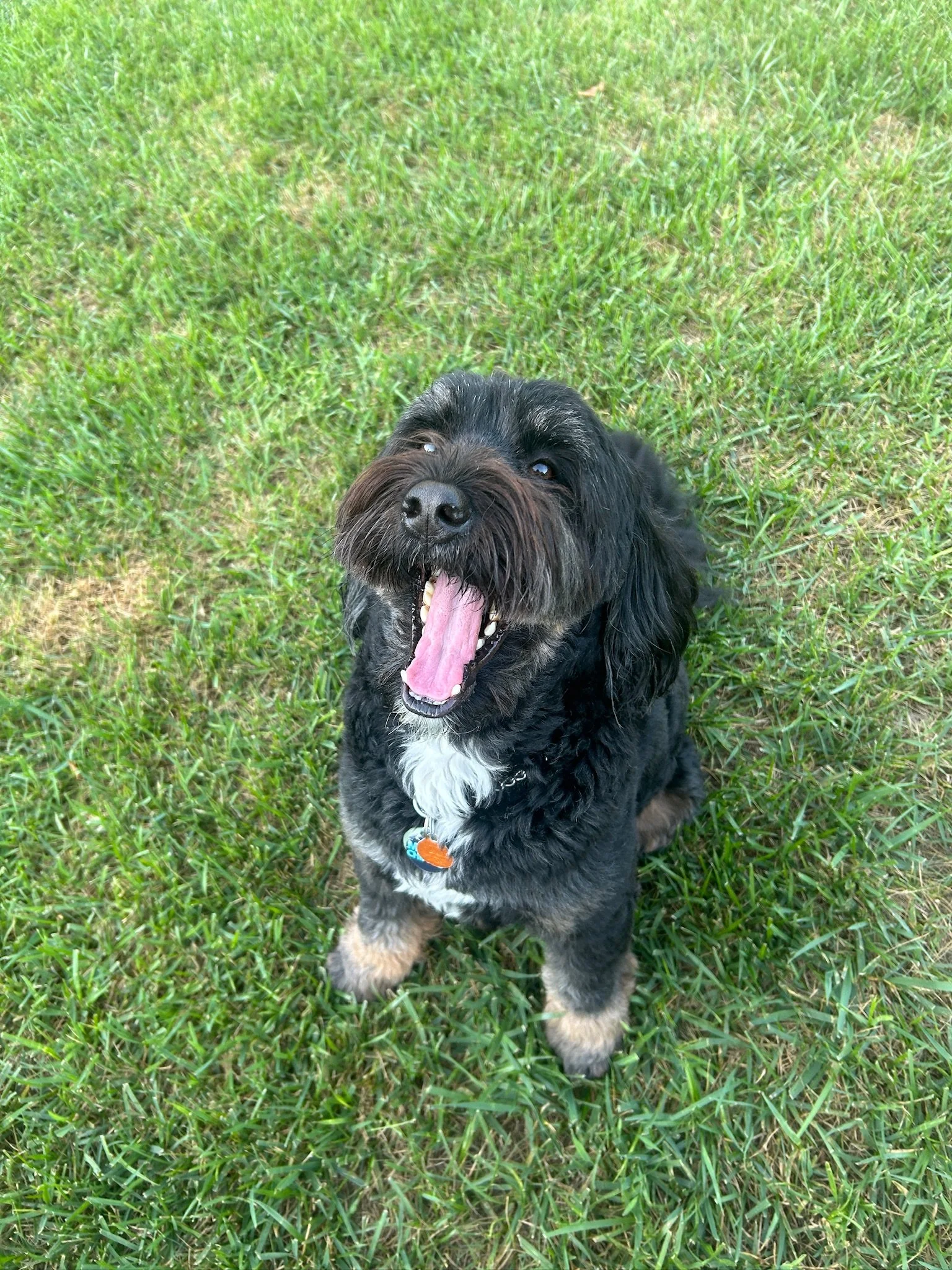 A black and gray dog with tan paws sitting on green grass, yawning with its mouth wide open.