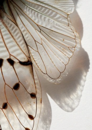 How the Nervous System Shapes Your Relationships, Choices, and Sense of Self