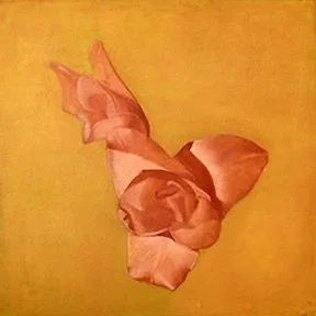 A close-up of a pink rose on a yellow background.