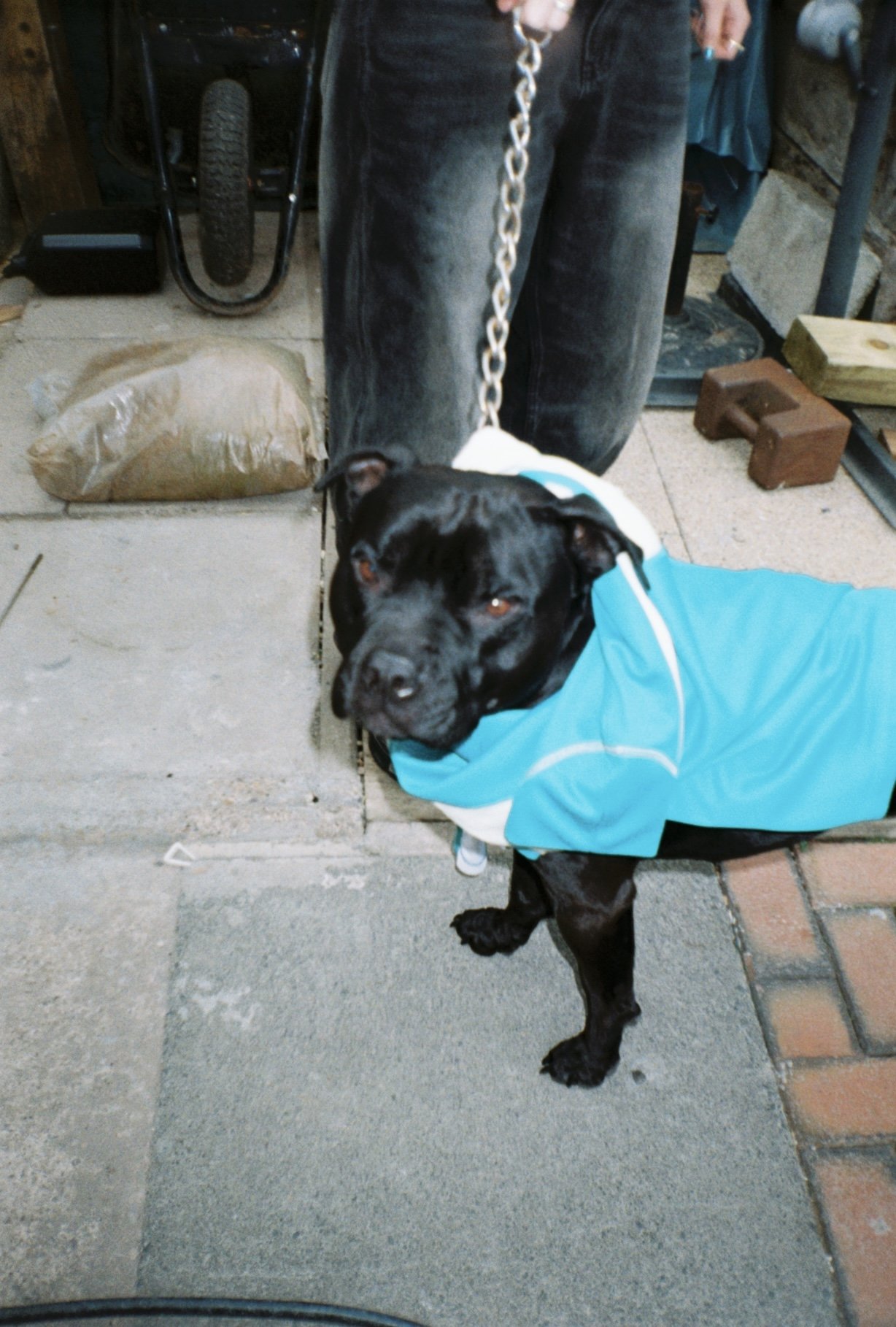 black staffy dog on a chain lead in blue sportswear t shirt