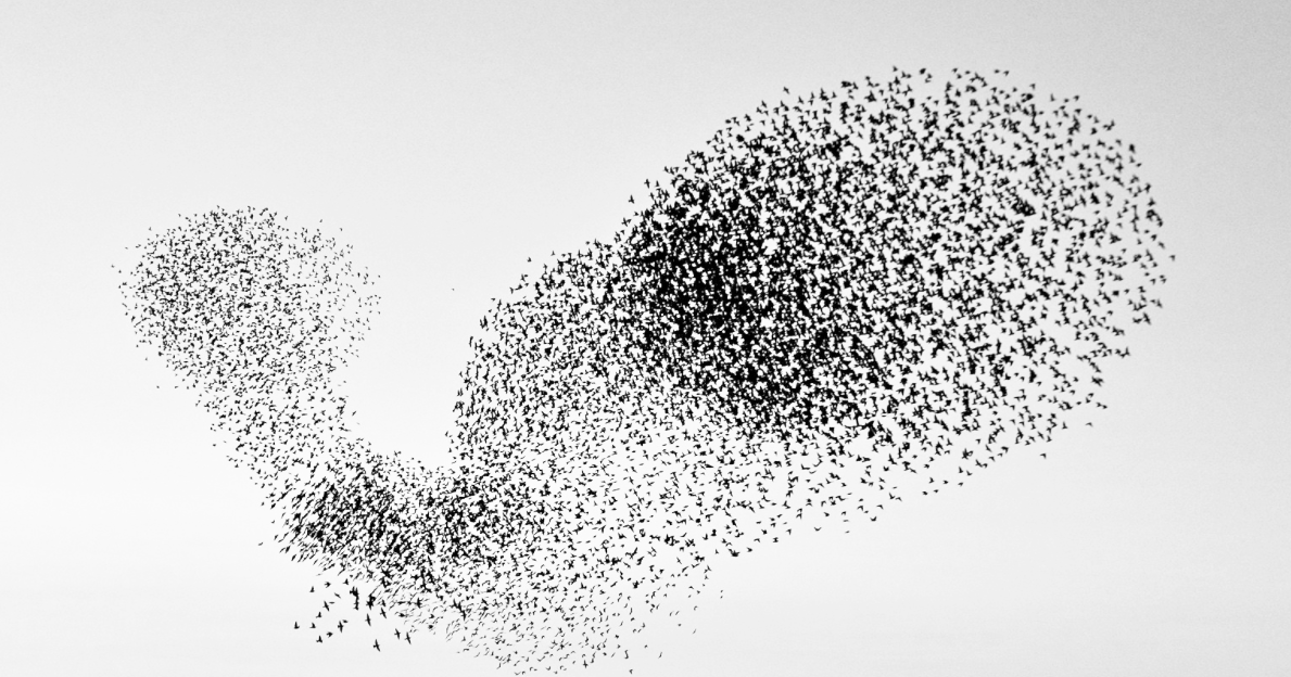Une nuée de milliers de petits oiseaux noirs formant un motif abstrait sur un fond blanc.