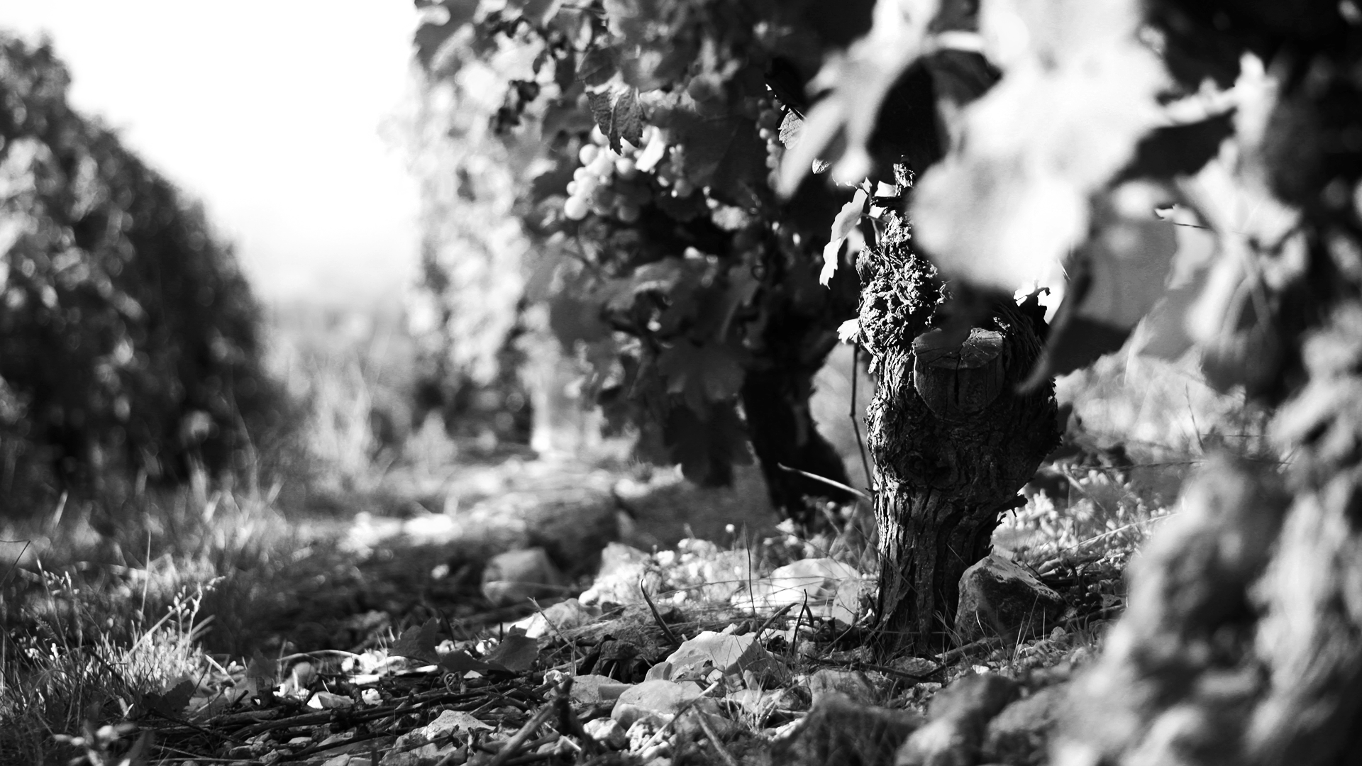 Vignoble en noir et blanc, rangées de vignes avec des feuilles et des grappes de raisin.