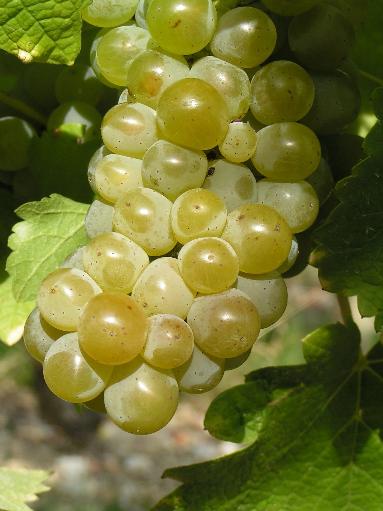 Raisin blanc mûr en grappes sur une vigne avec des feuilles vertes