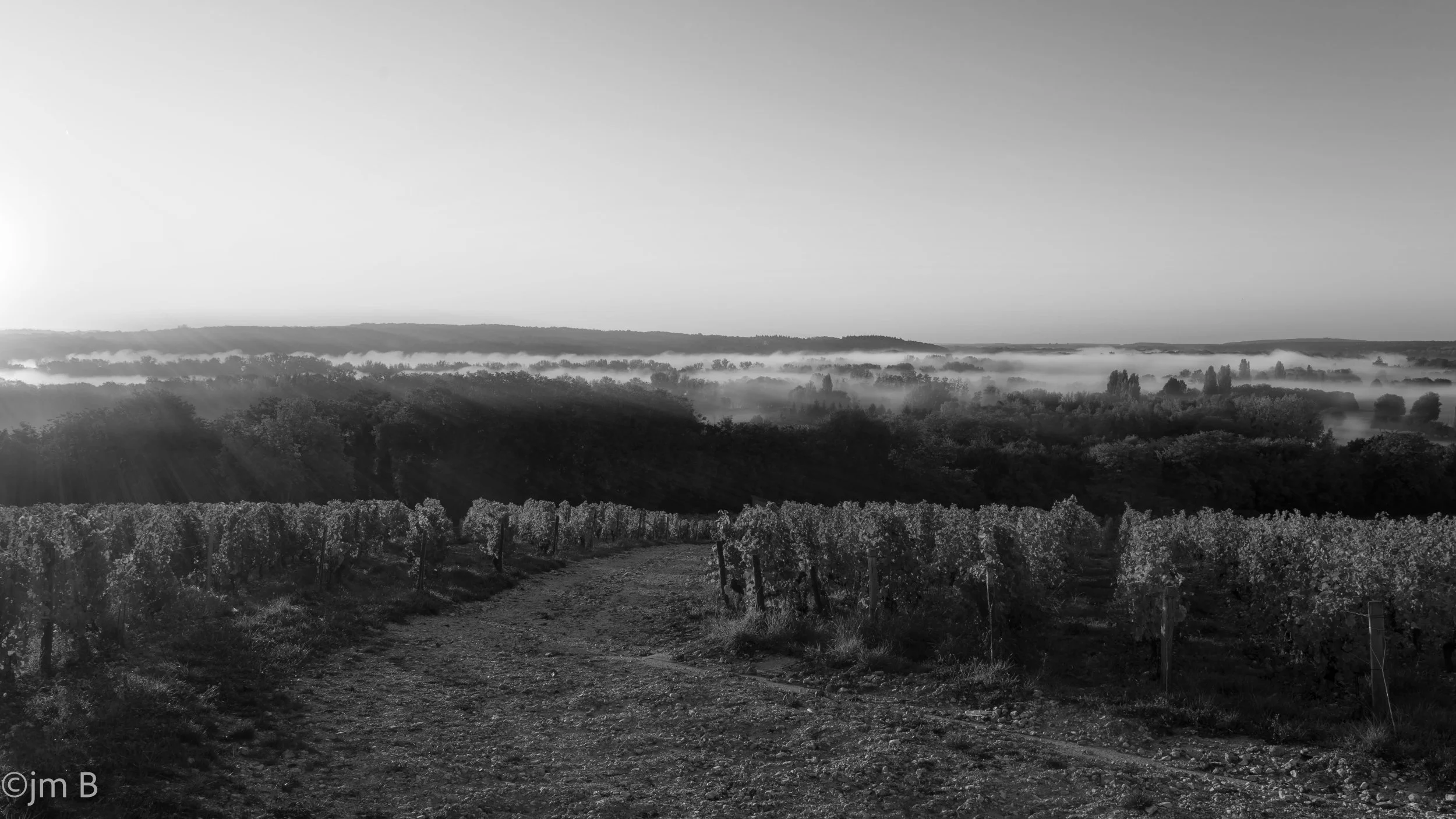Paysage de vignobles