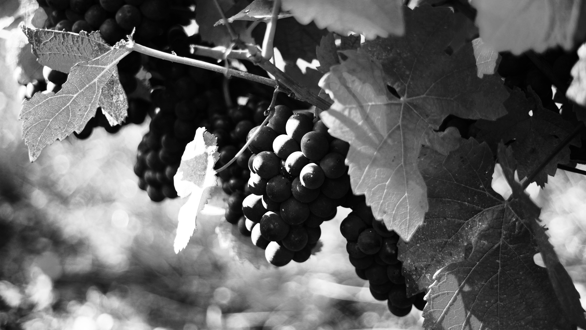 Grappe de raisins noirs mûrs sur une vigne, entourée de feuilles de vigne, en noir et blanc.