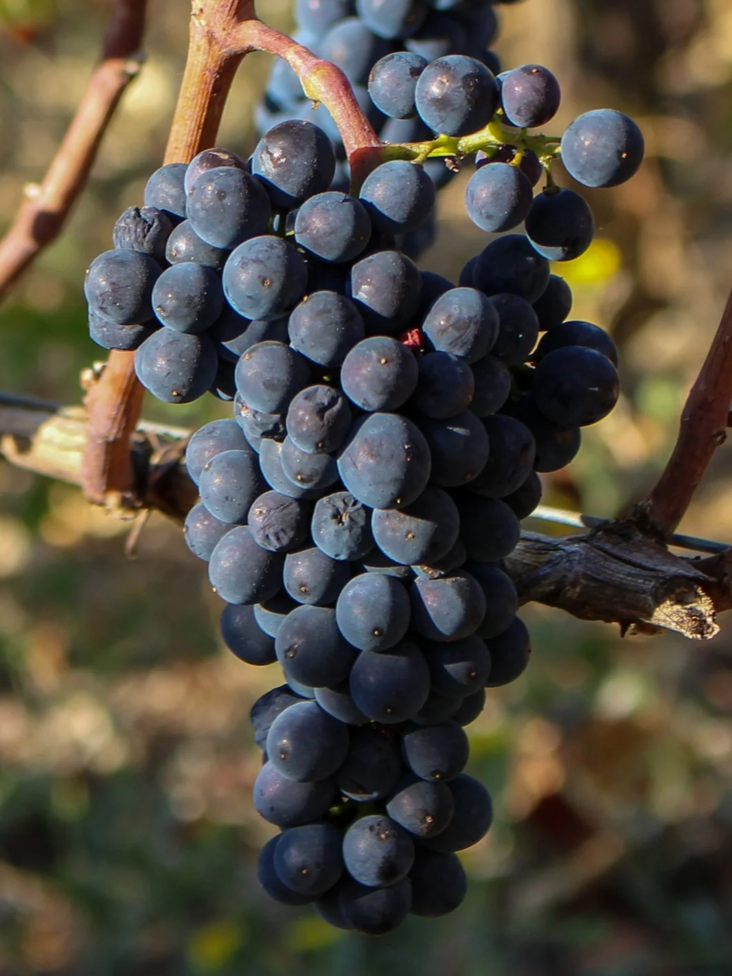 raisin noir sur la vigne