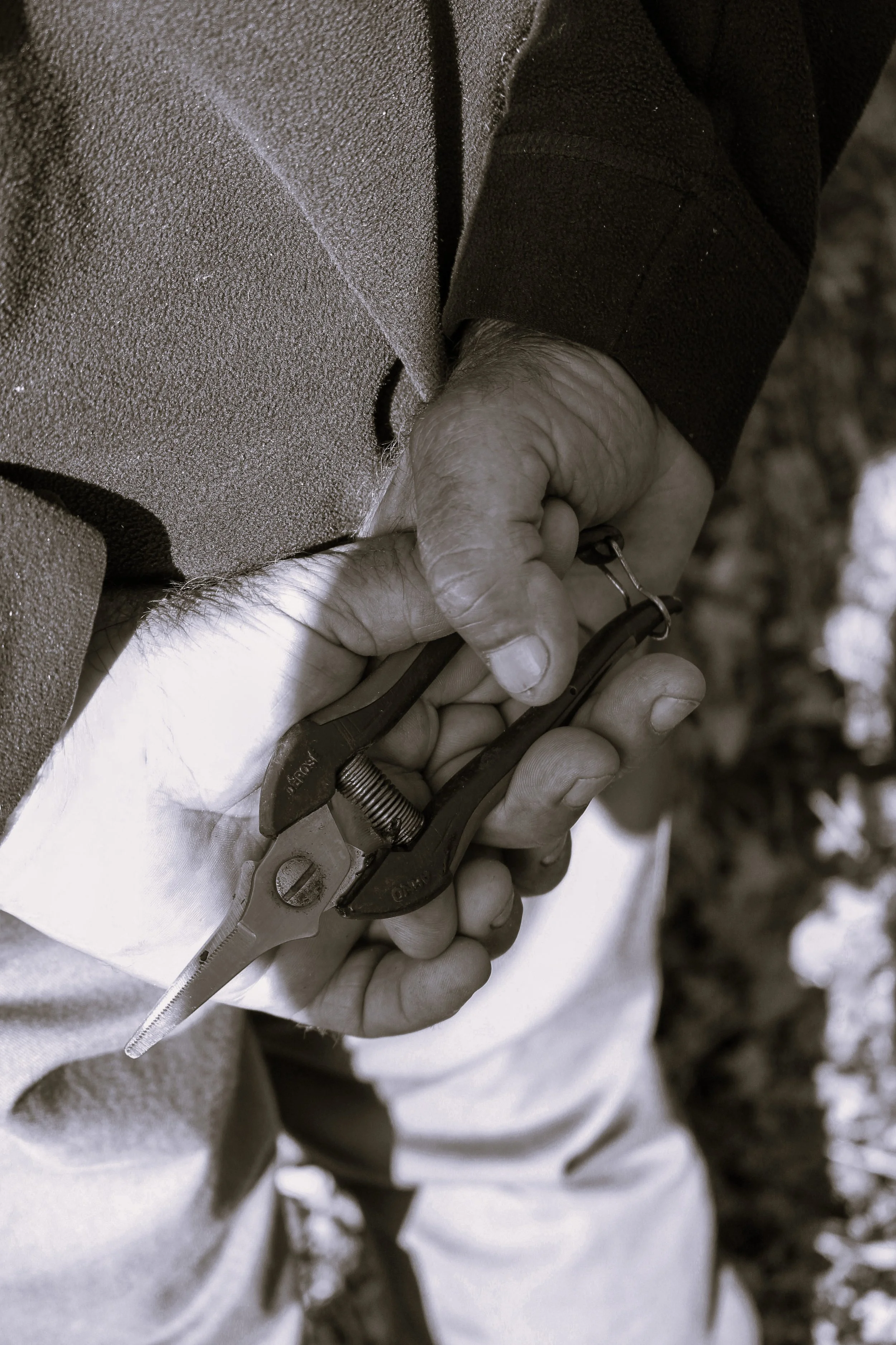 Une main d'homme tenant un sécateur