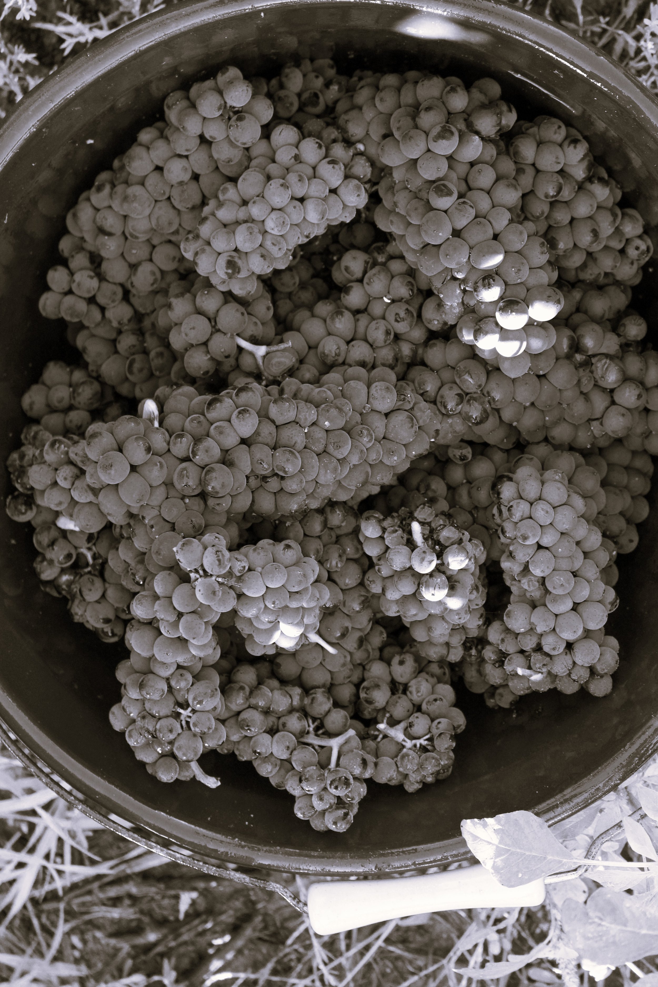 Raisins dans un panier.