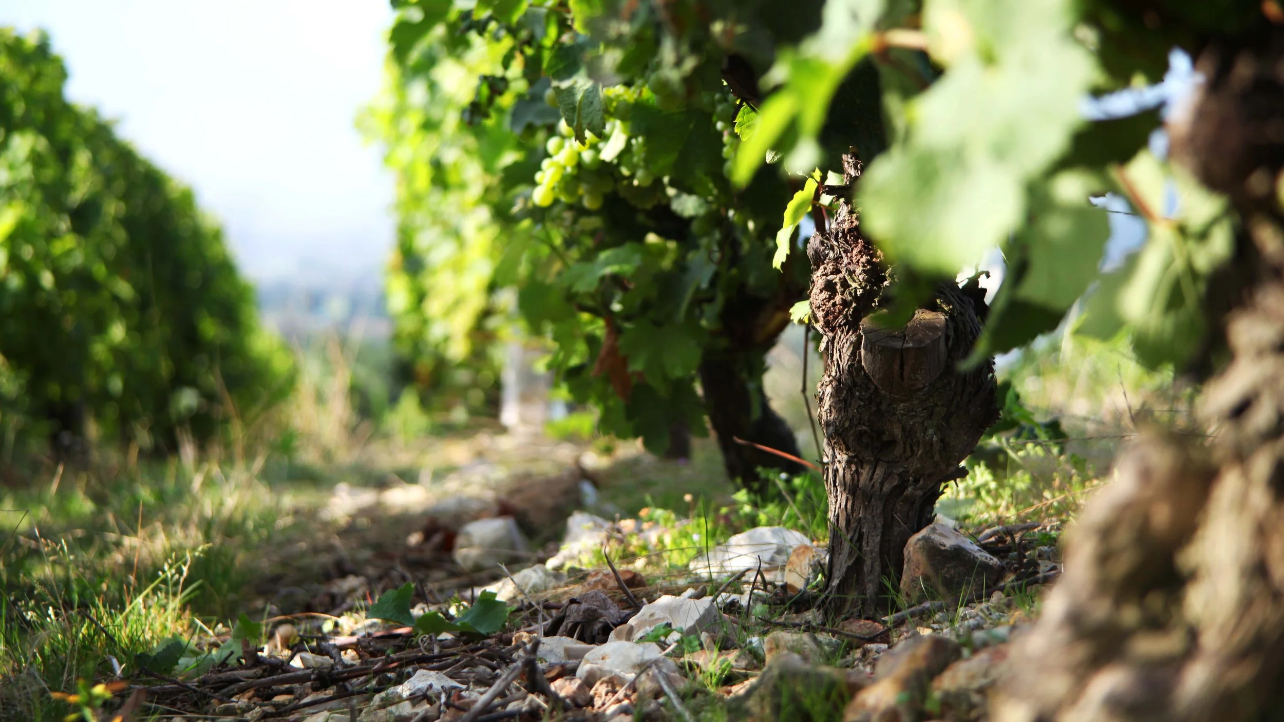 Vignoble de rangées de vignes avec de la verdure et un sol pierreux, photographié en plein jour.