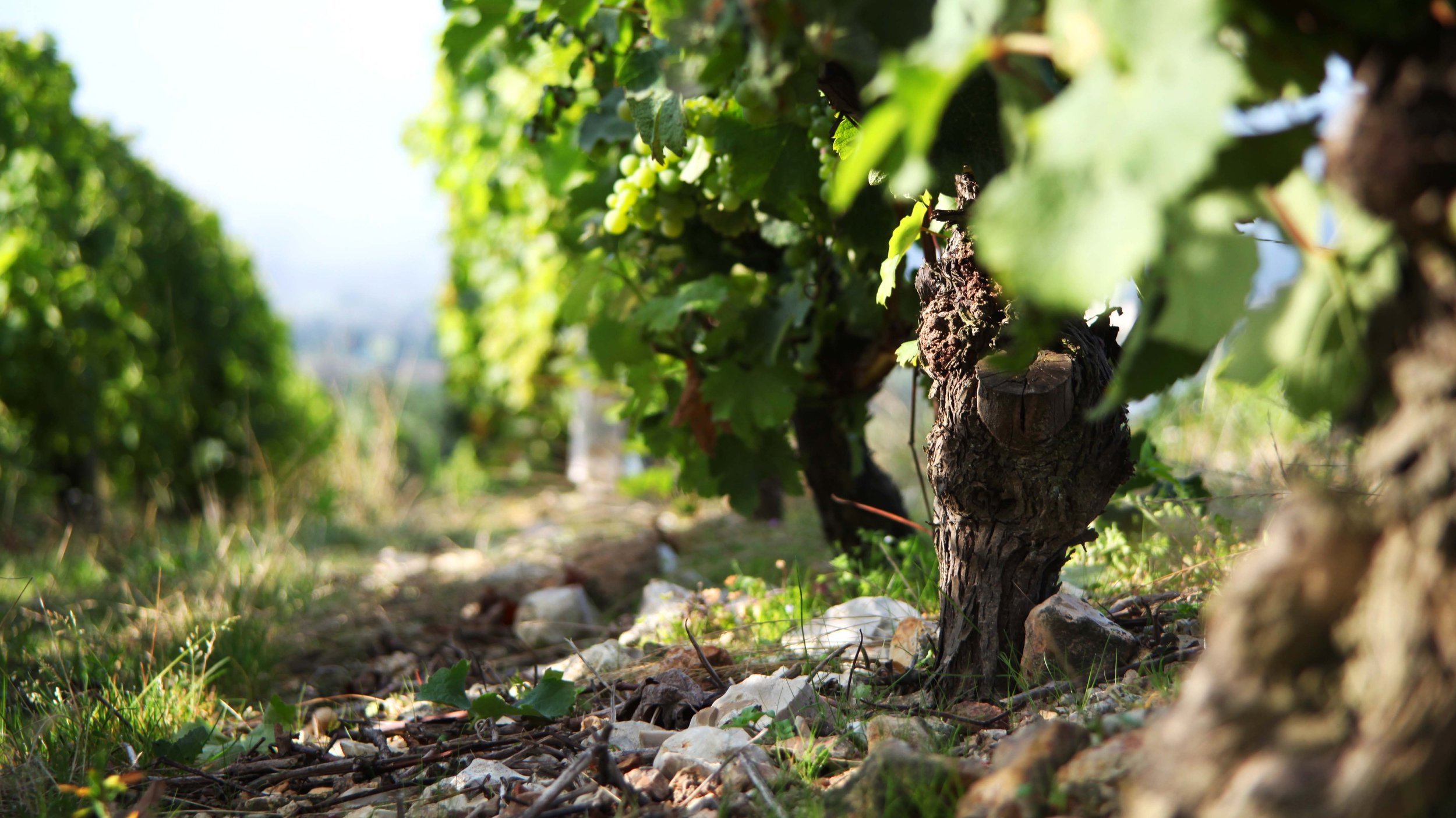 Vignoble de rangées de vignes avec de la verdure et un sol pierreux, photographié en plein jour.