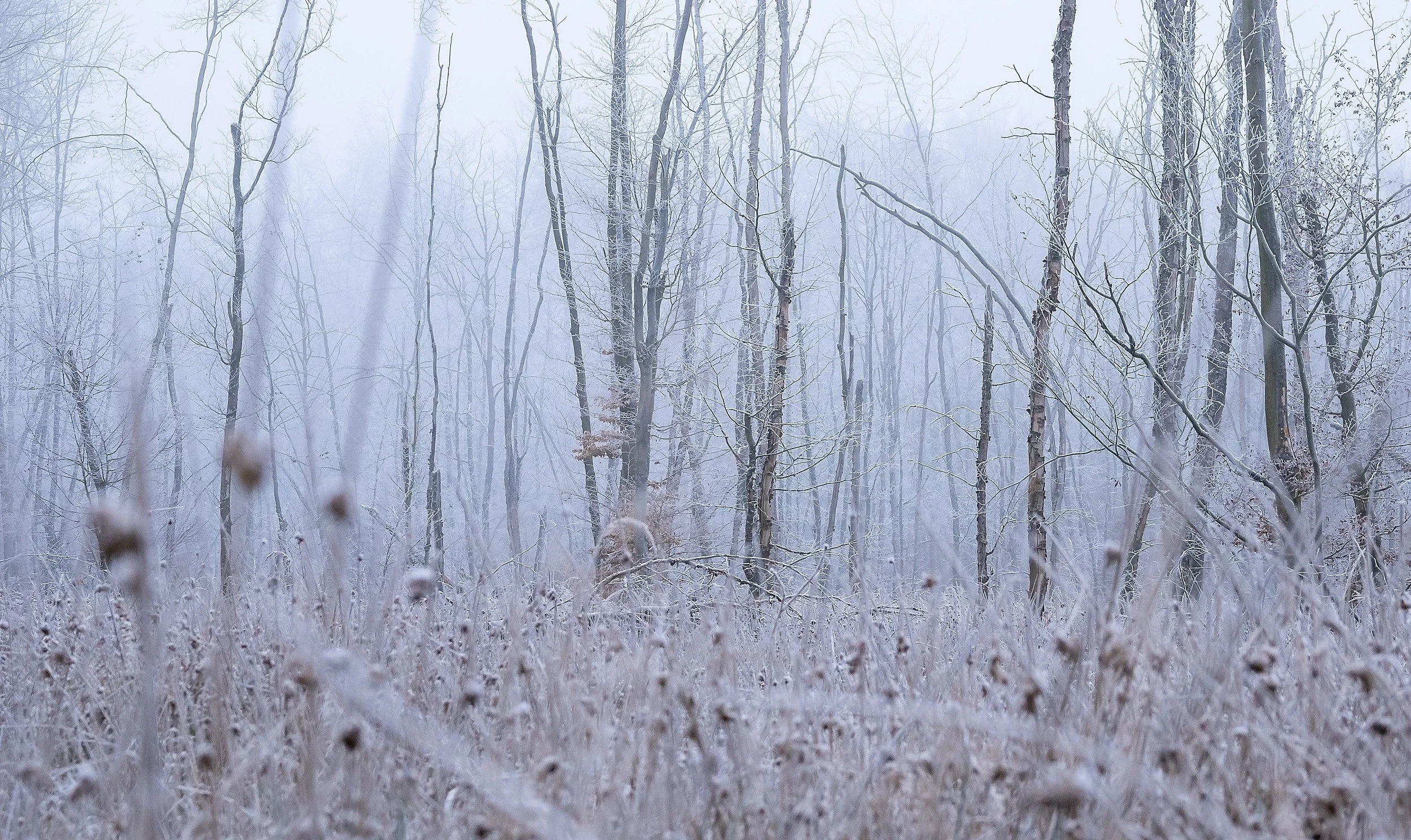 OTS-walks-winter-012.jpg