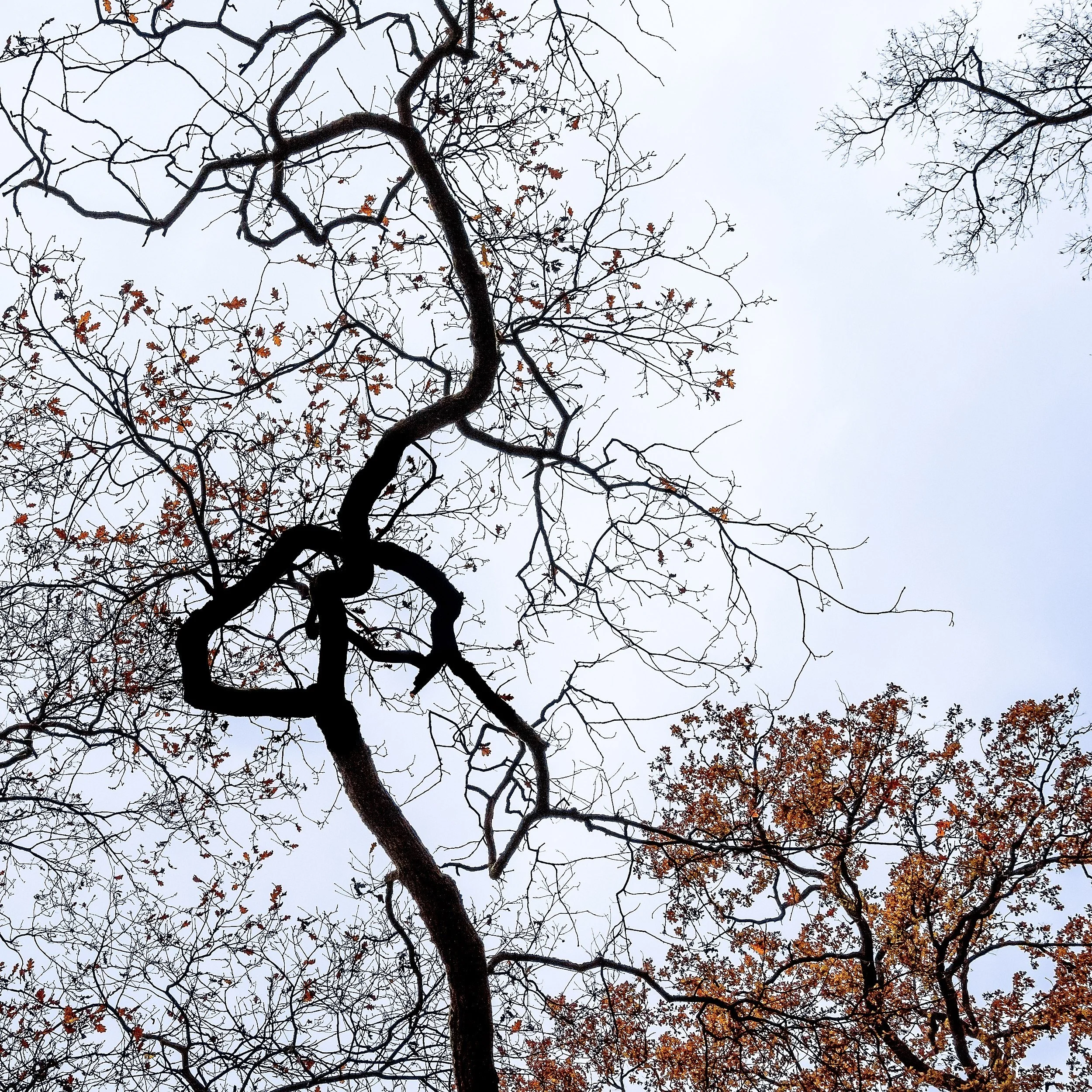 OTS-walks-fall-006.jpg