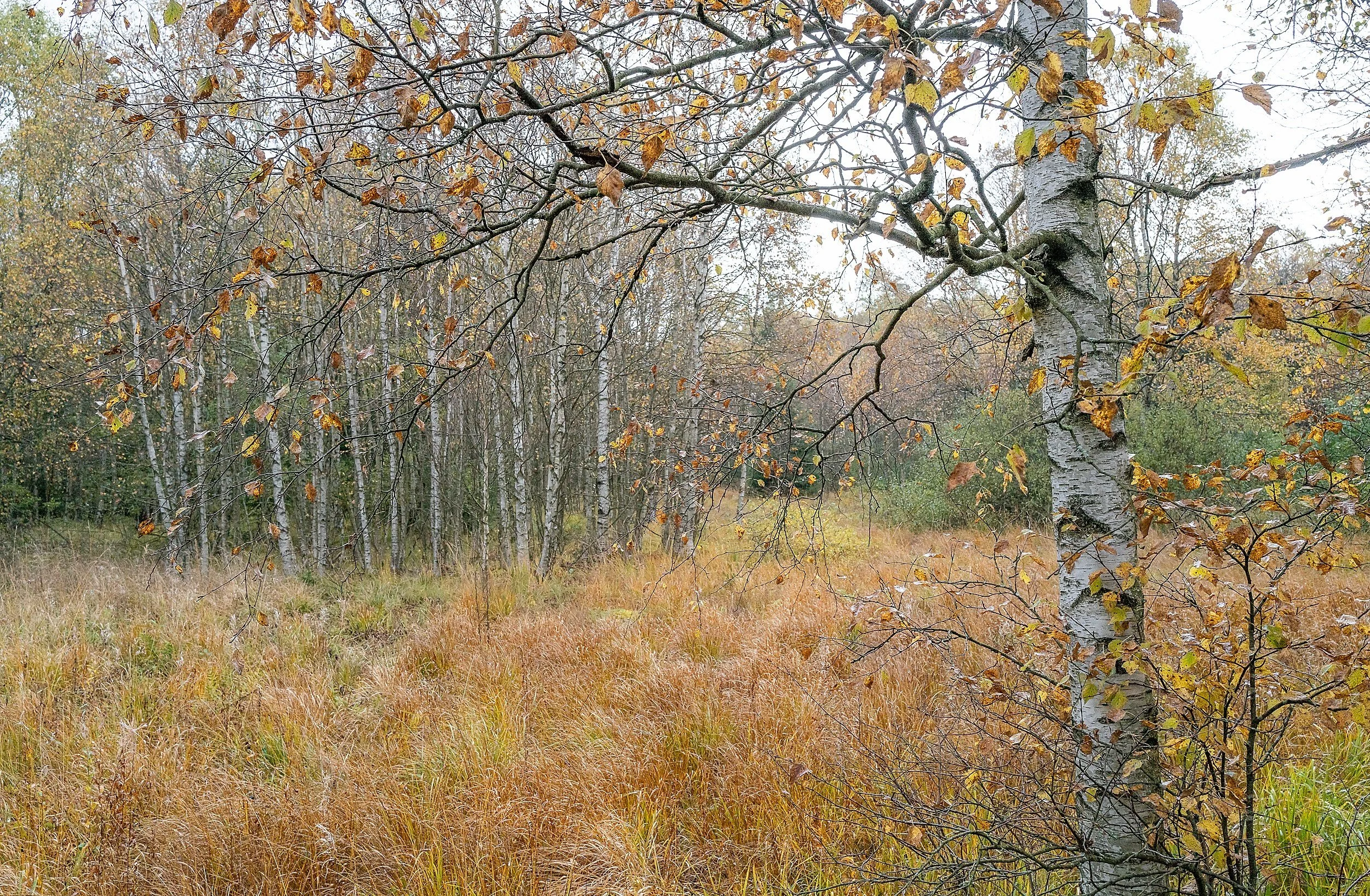 OTS-Rotes-Moor-Oct-2023-010.jpg