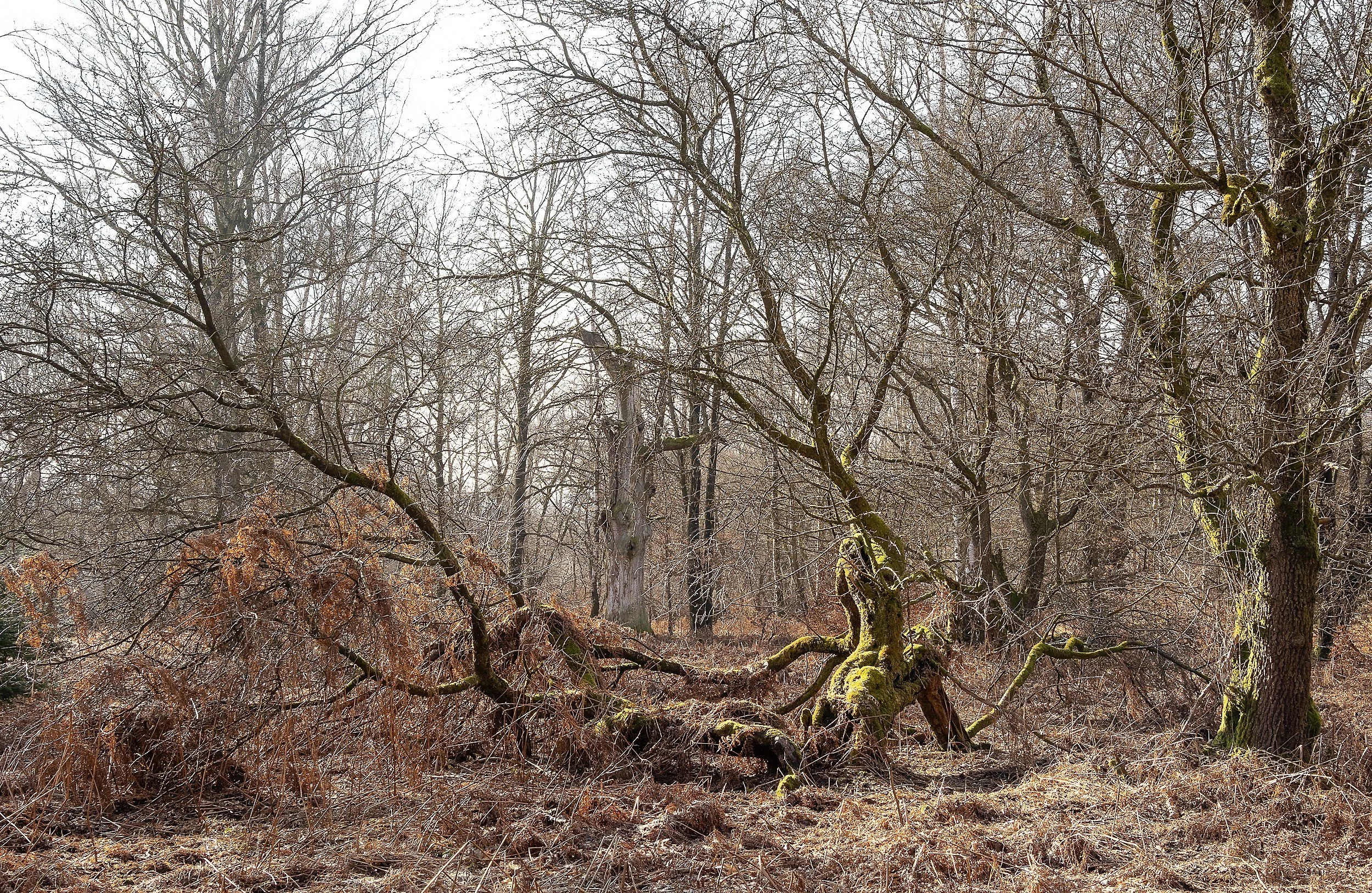 ots-urwald-sababurg-feb-2025-015.jpg