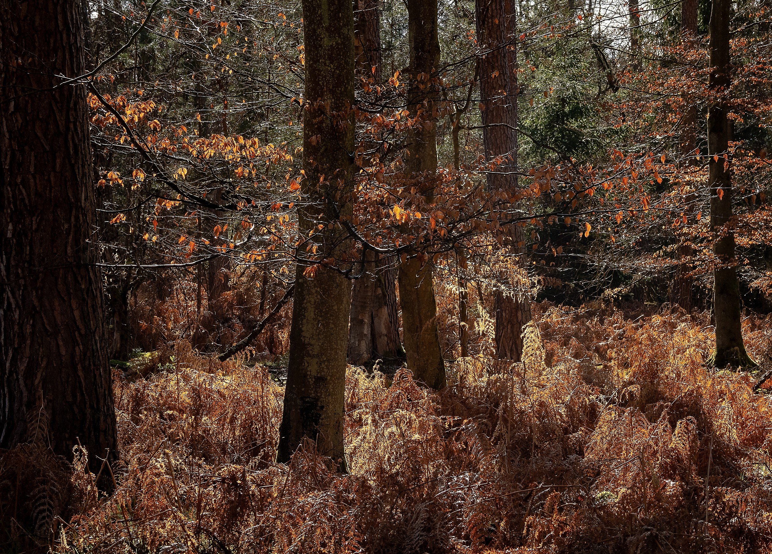 OTS-walks-spring-002.jpg