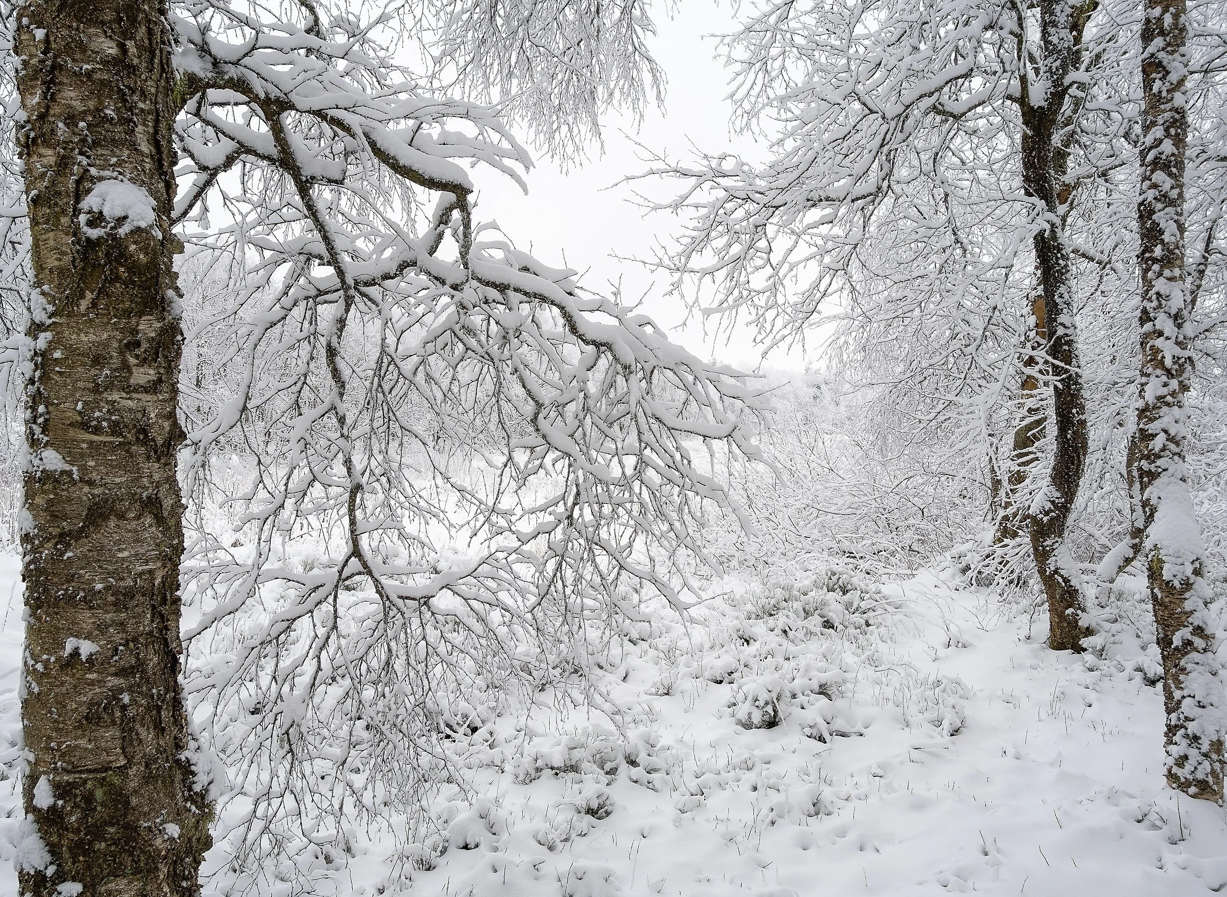 OTS-rotes-moor-4-Jan-2025-017.jpg