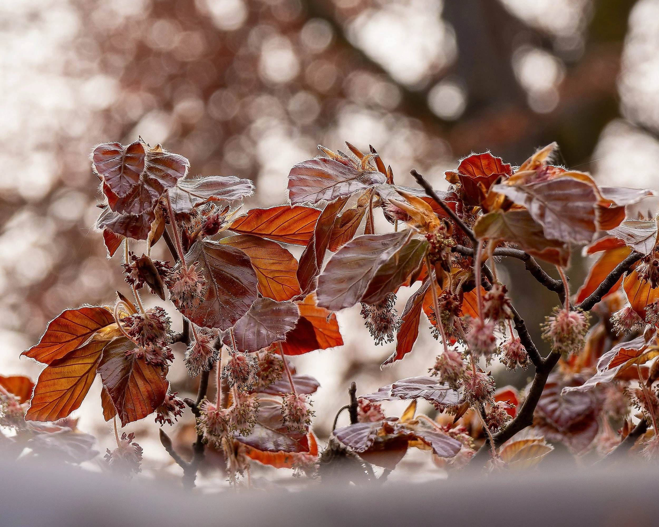 OTS-walks-spring-007.jpg