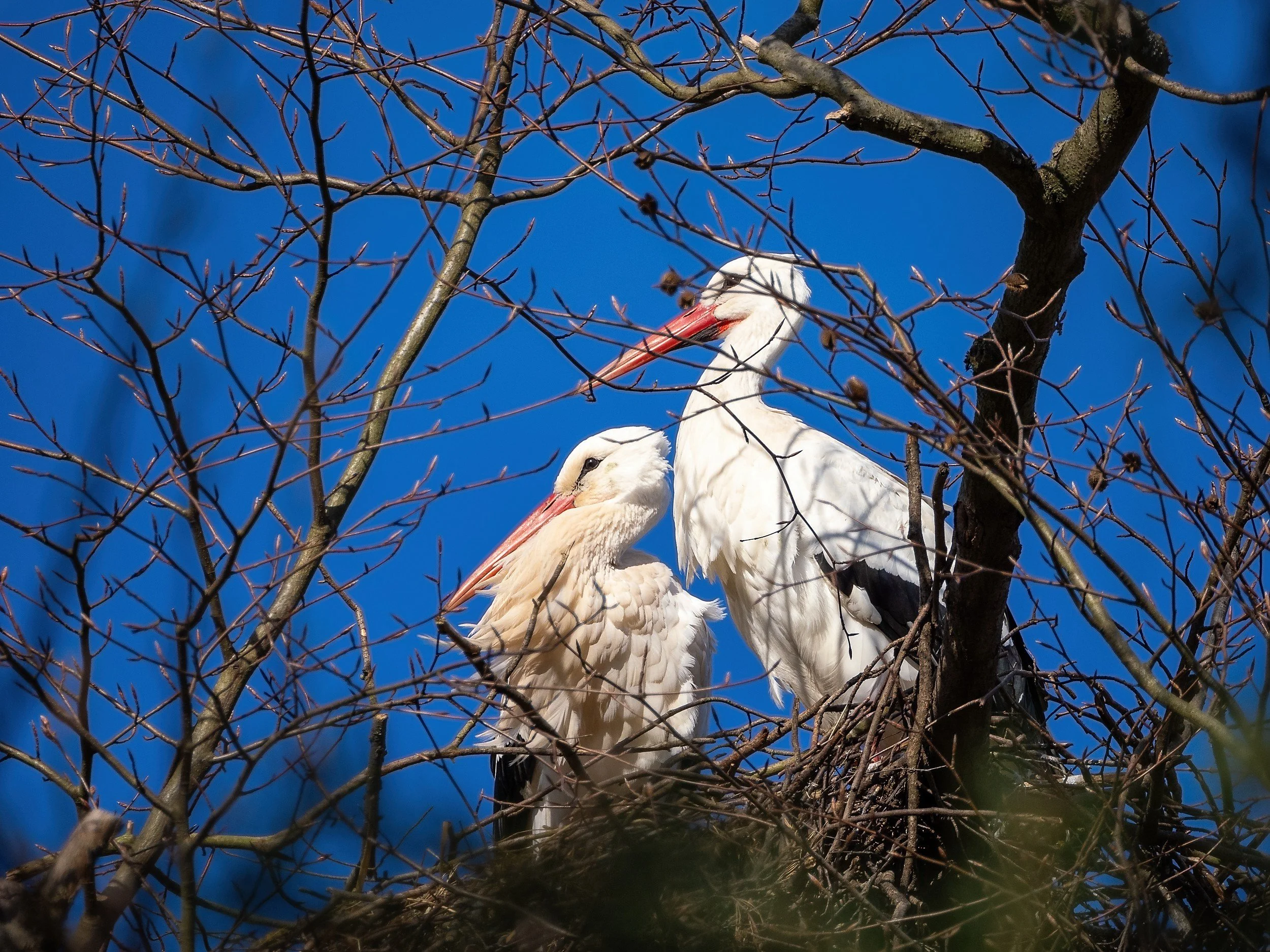 OTS-walks-spring-017.jpg