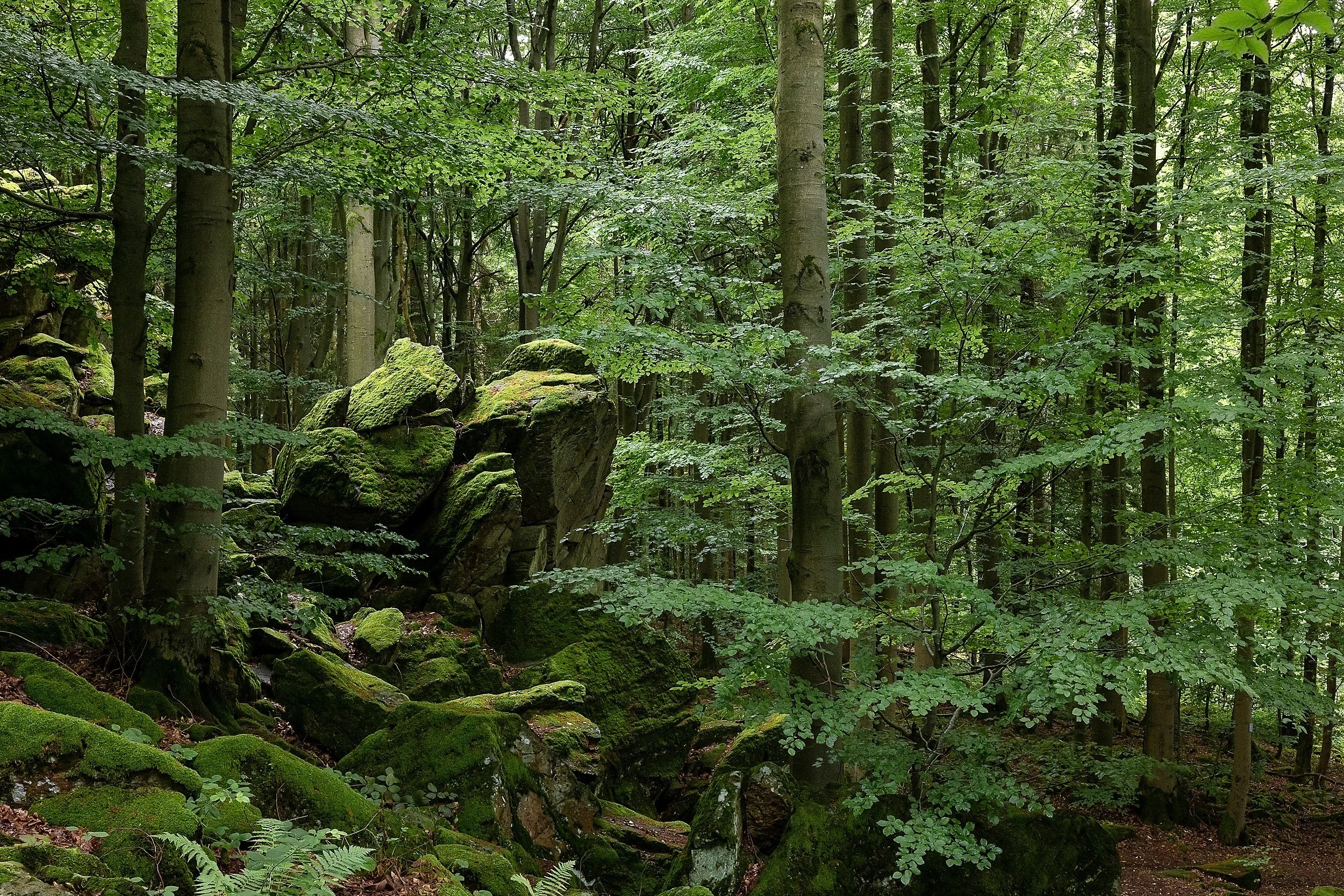 OTS-Wachtkueppelgebiet-043.jpg
